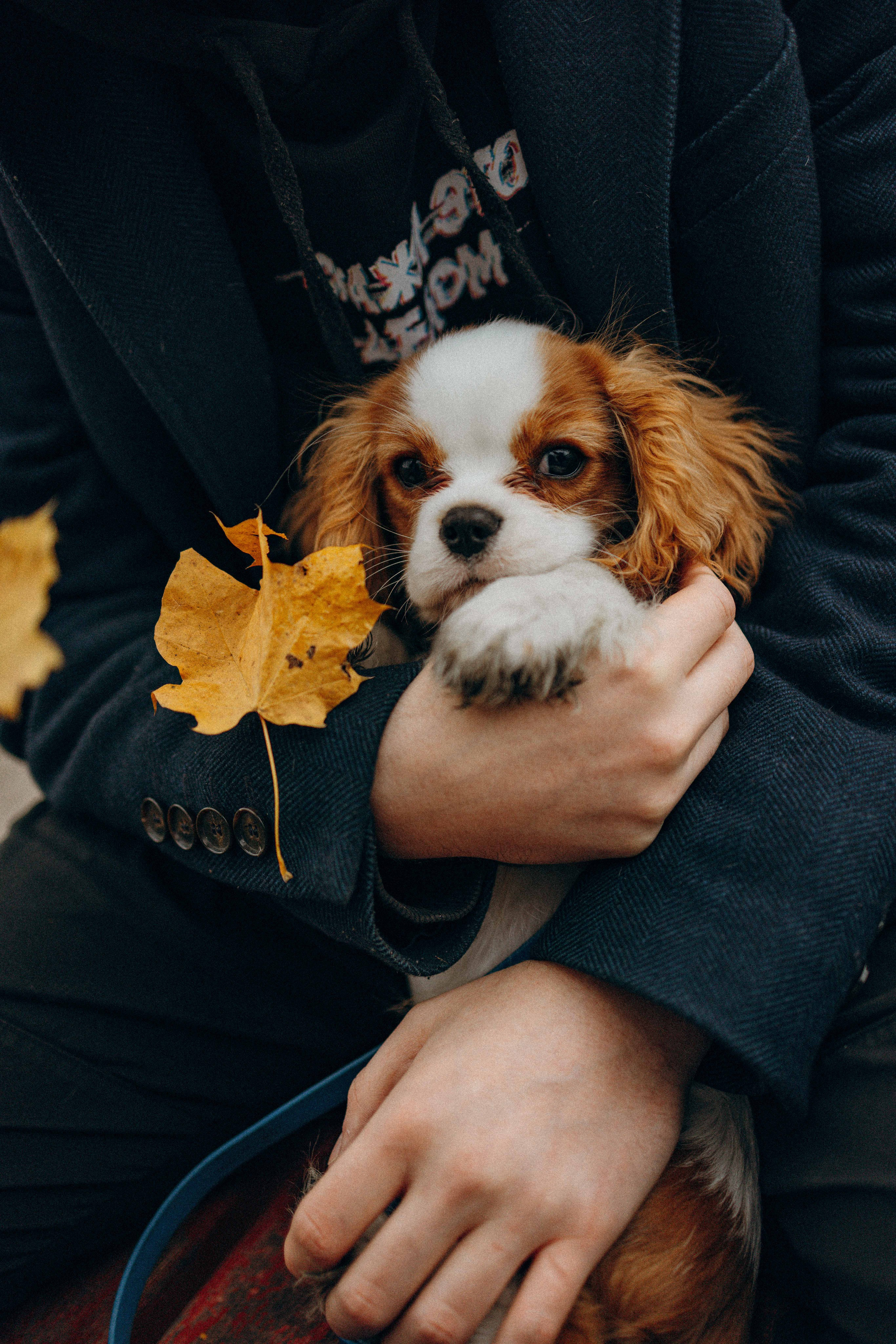 Юля и Кипр. Фотограф-анималист в Москве Лера Черноног