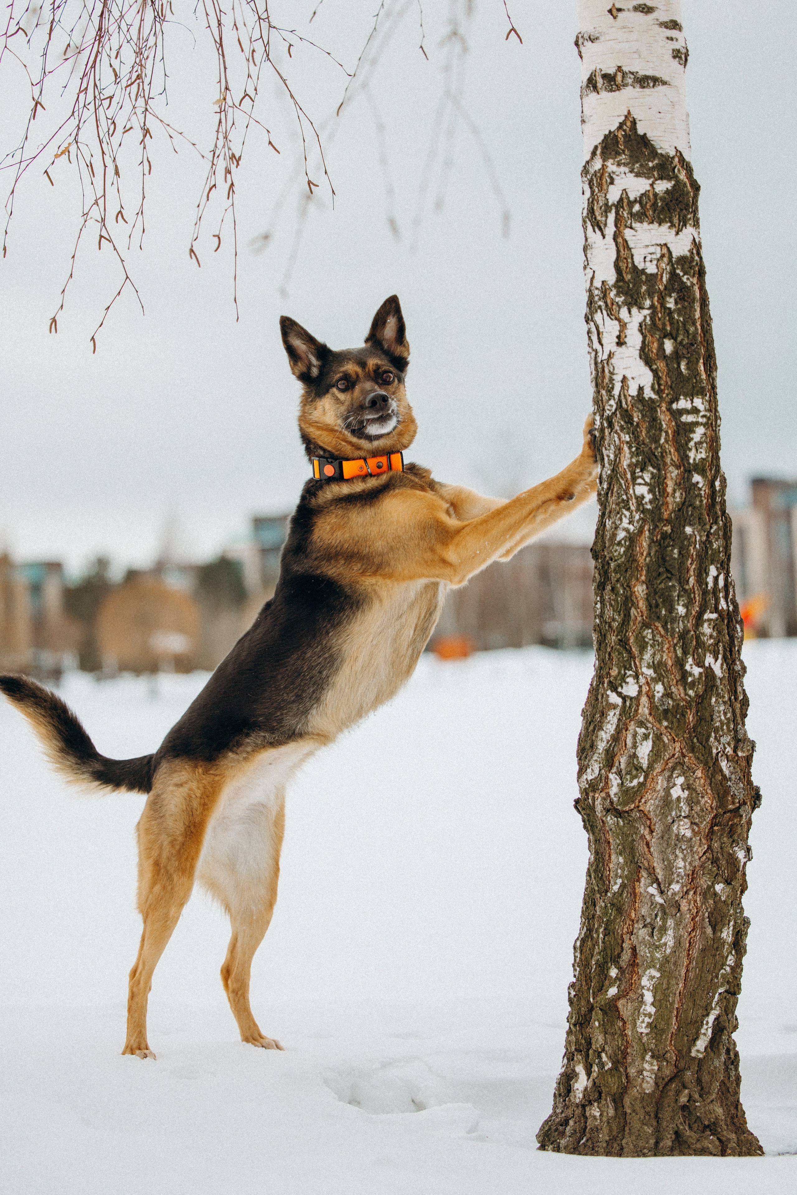 Ника, Матиша и Герда. Фотограф-анималист в Москве Лера Черноног