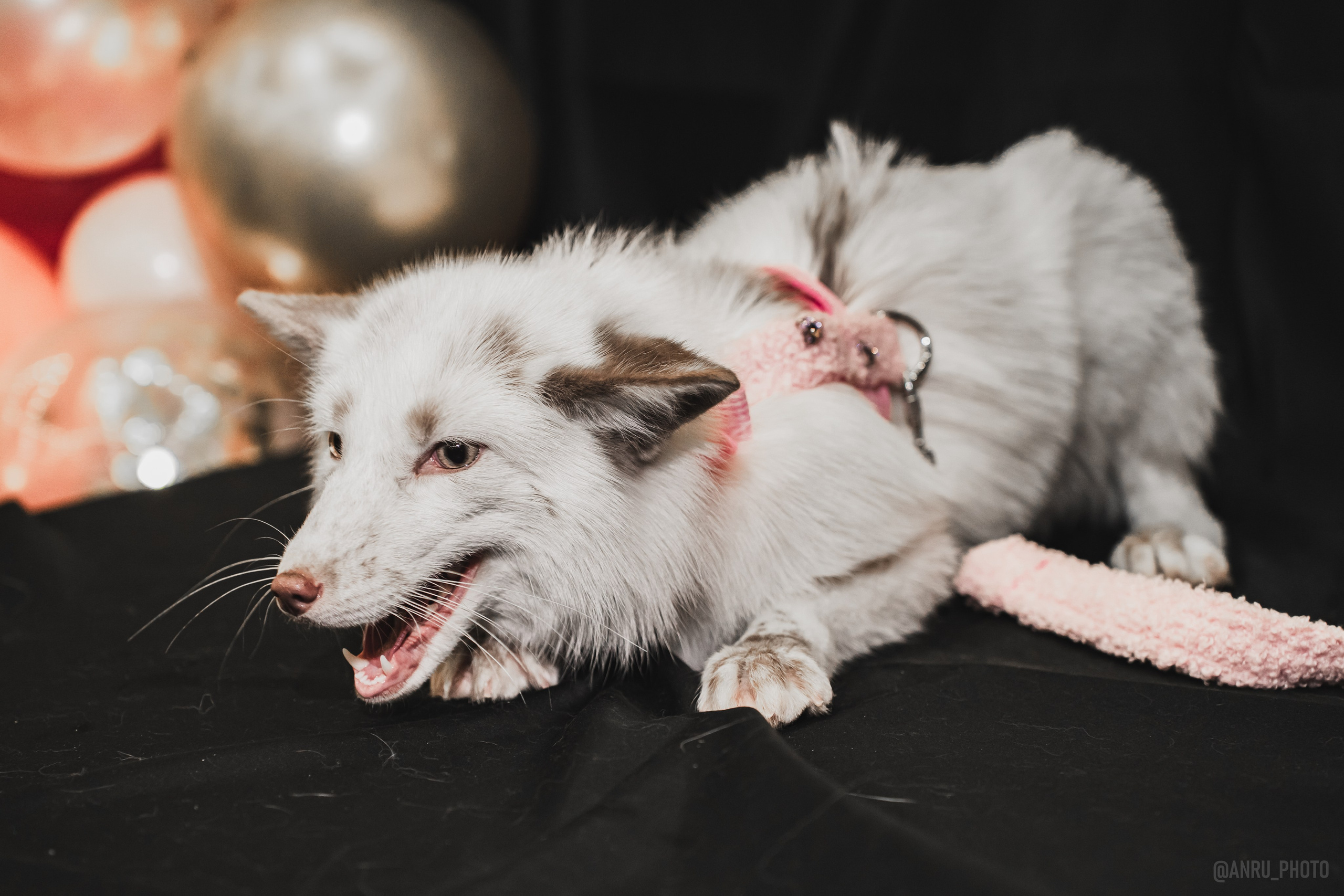 Fox Family fest. Репортажный фотограф Анастасия Рубцова