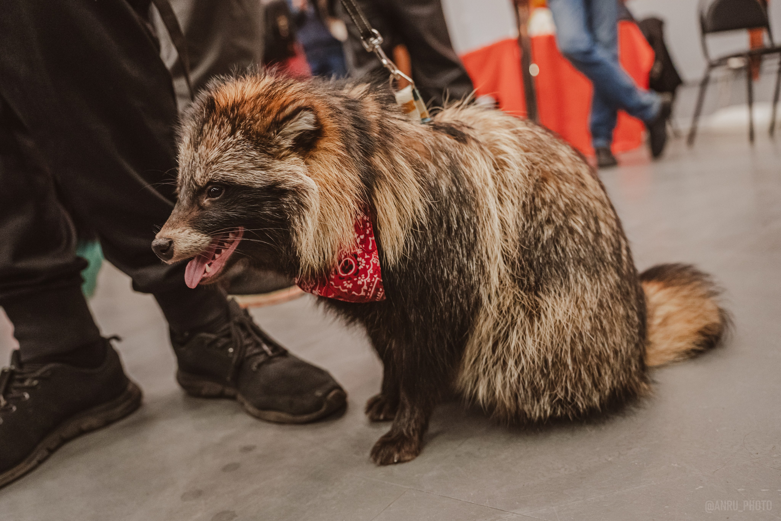 Fox Family fest. Репортажный фотограф Анастасия Рубцова