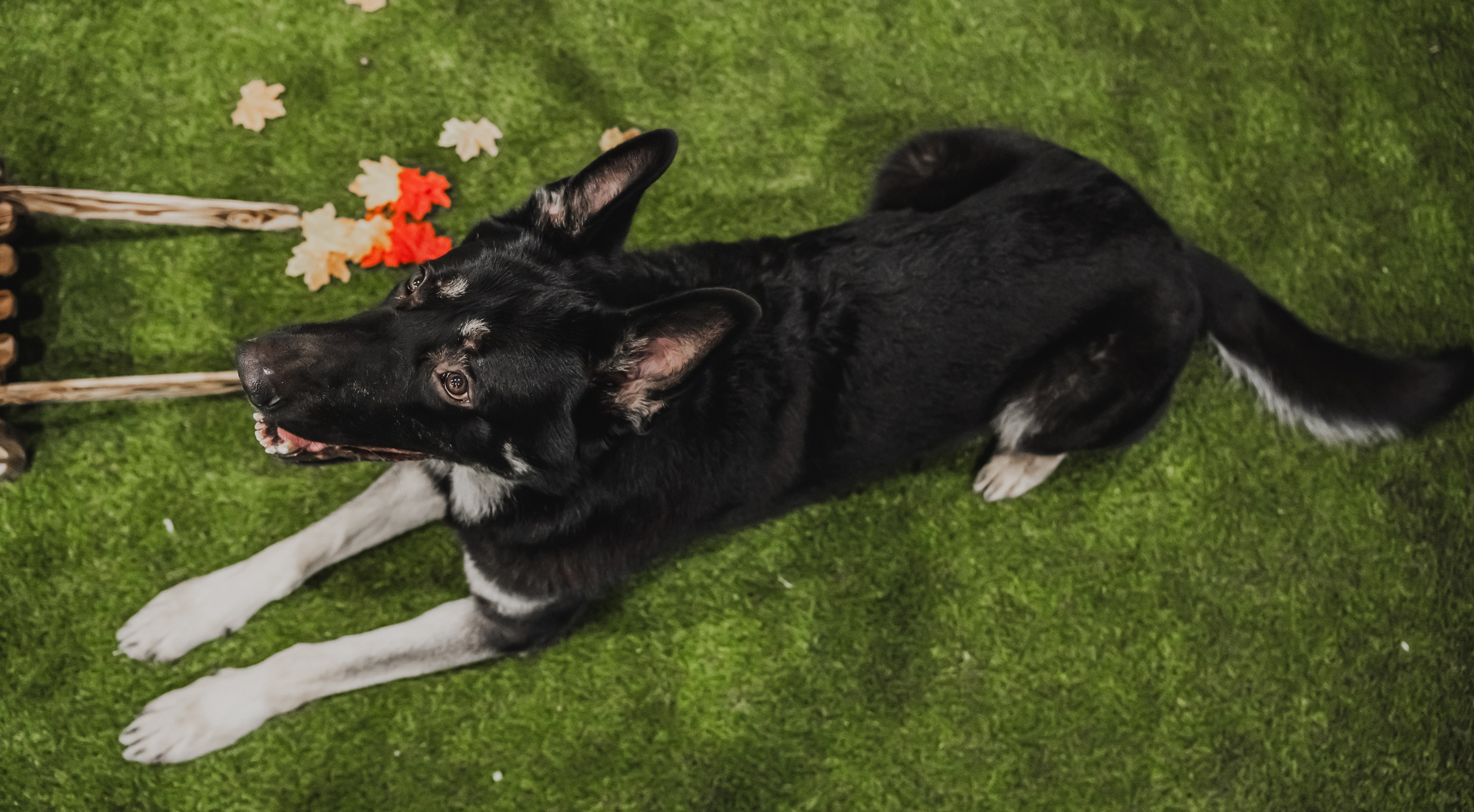 Международная выставка собак всех пород. Репортажный фотограф Анастасия Рубцова