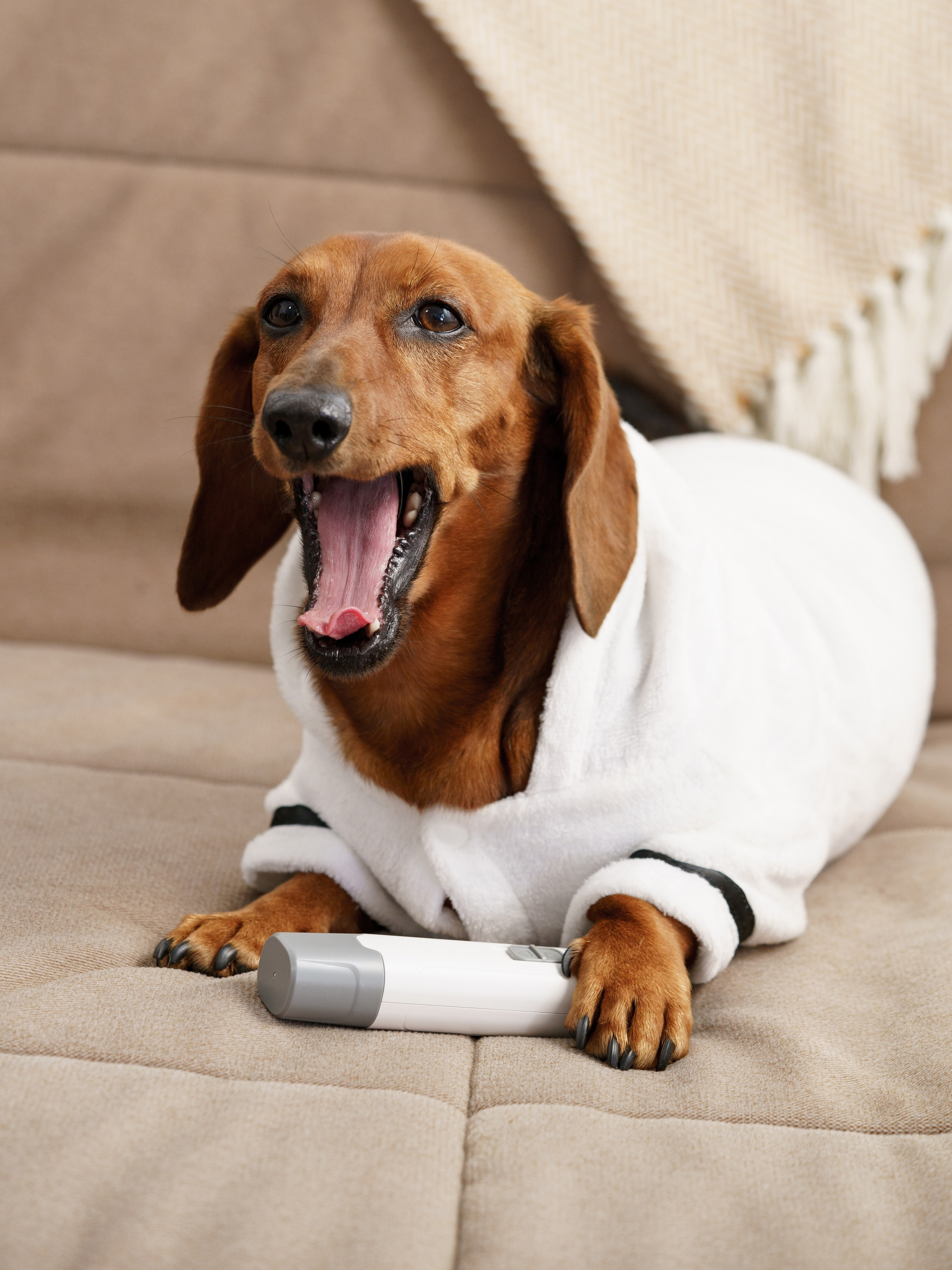 Такса Марго. KED Production — продакшн из СПб. Создаём фото, видео и контент, который помогает брендам и селлерам продавать больше