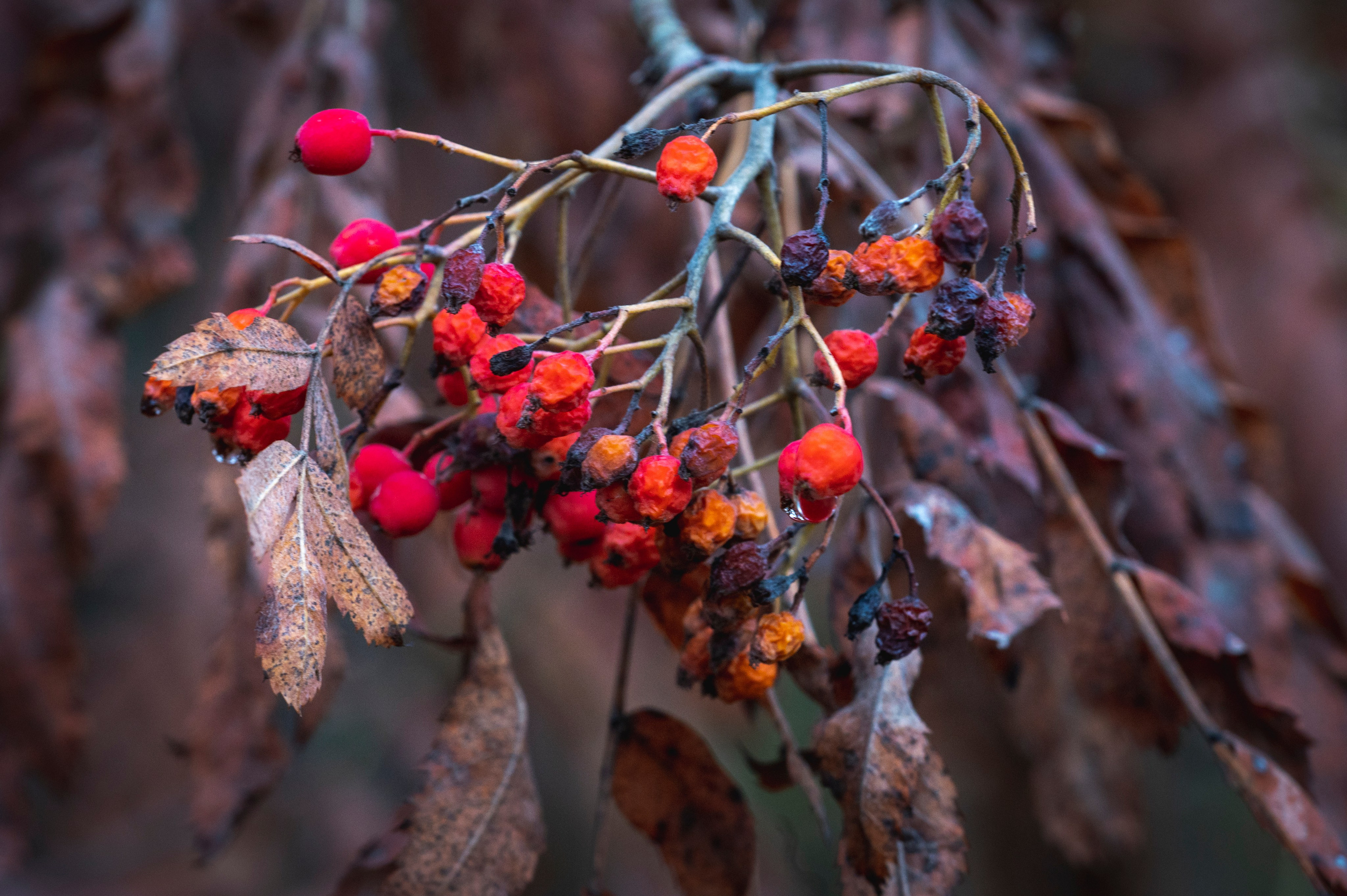 Фотопрогулка ДР. Фотограф Роман Адлер