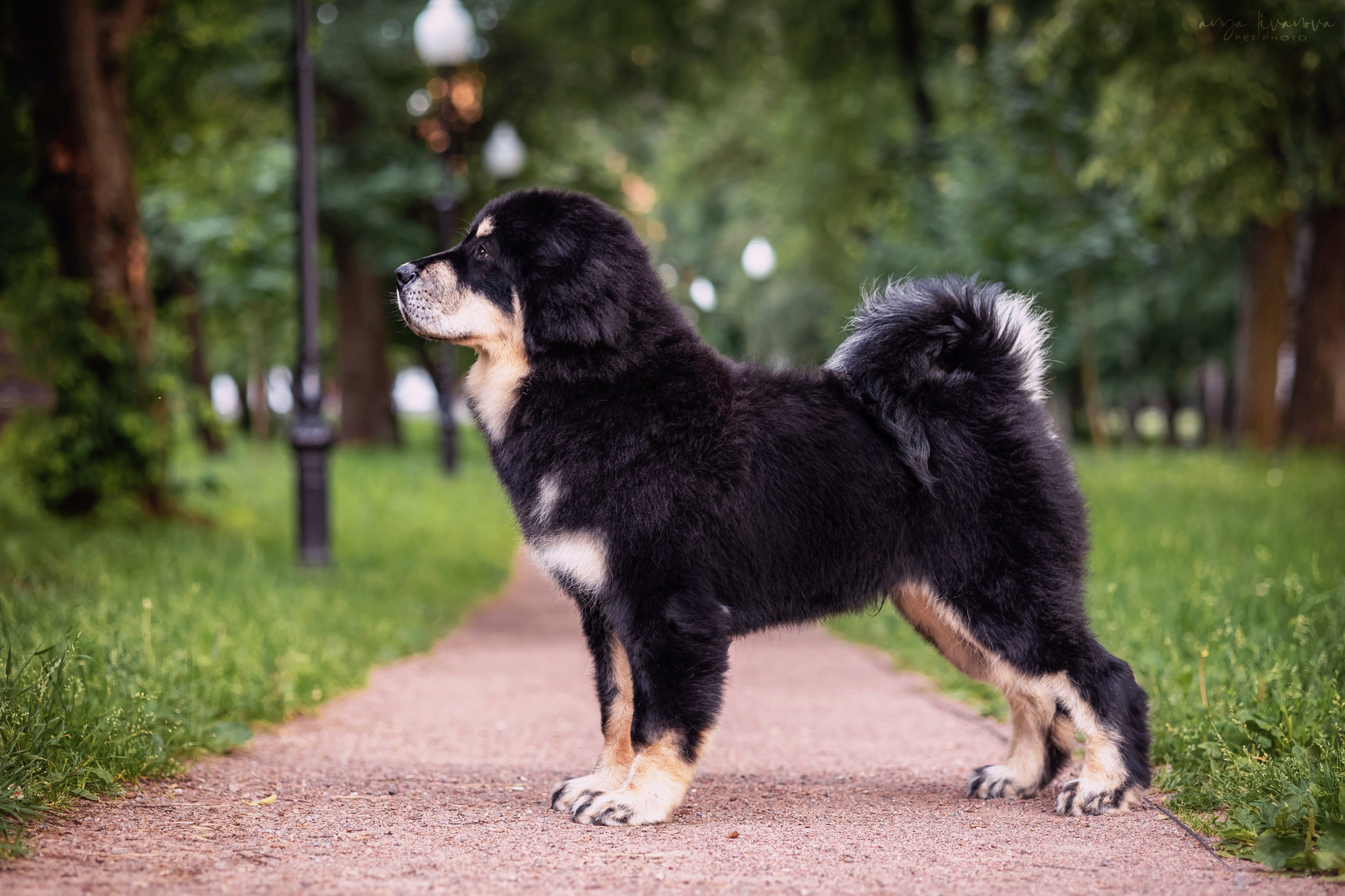 Лео. Фотограф анималист Аня Ливанова | Рыбинск