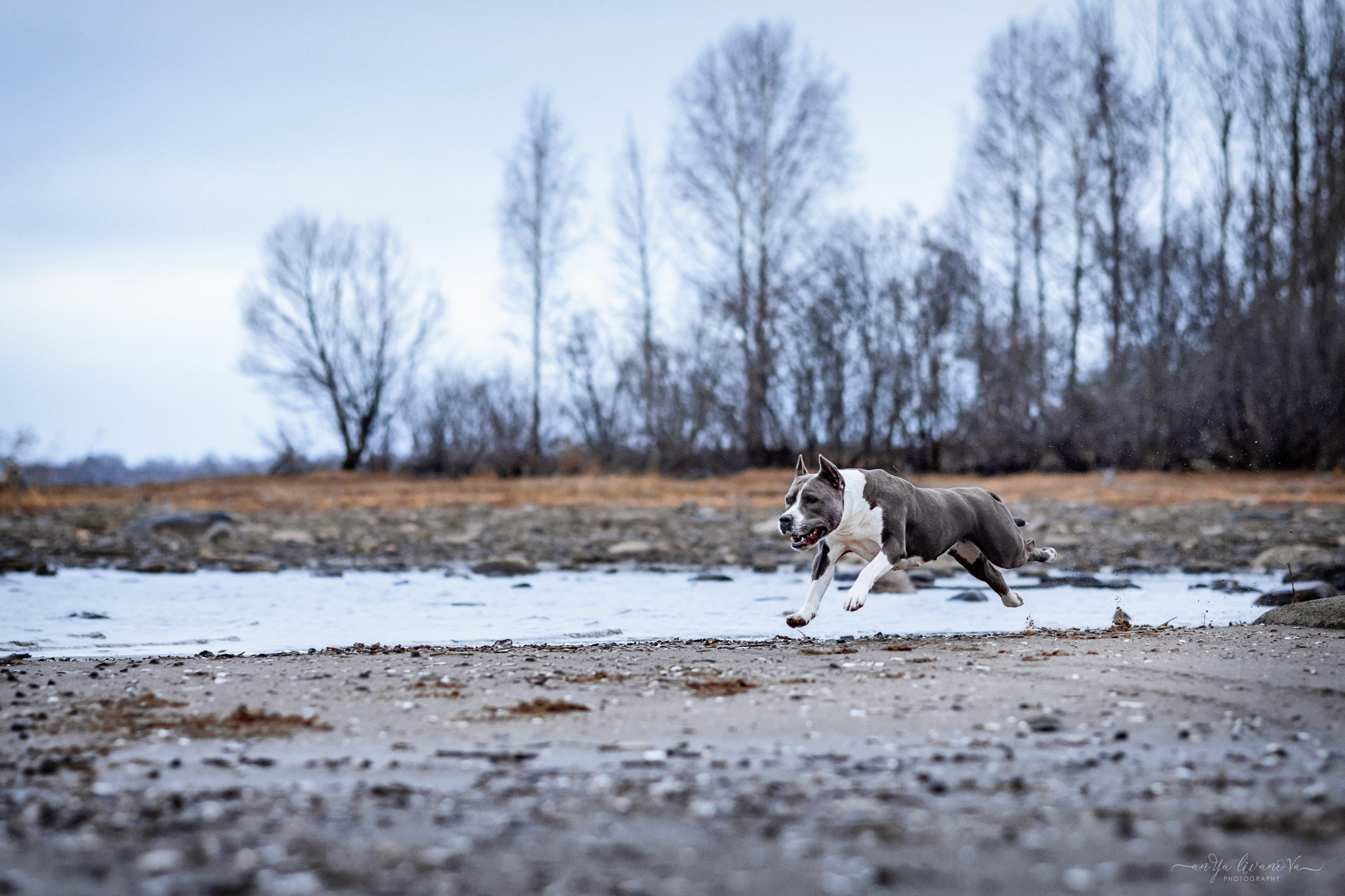 Деля. Фотограф анималист Аня Ливанова | Рыбинск