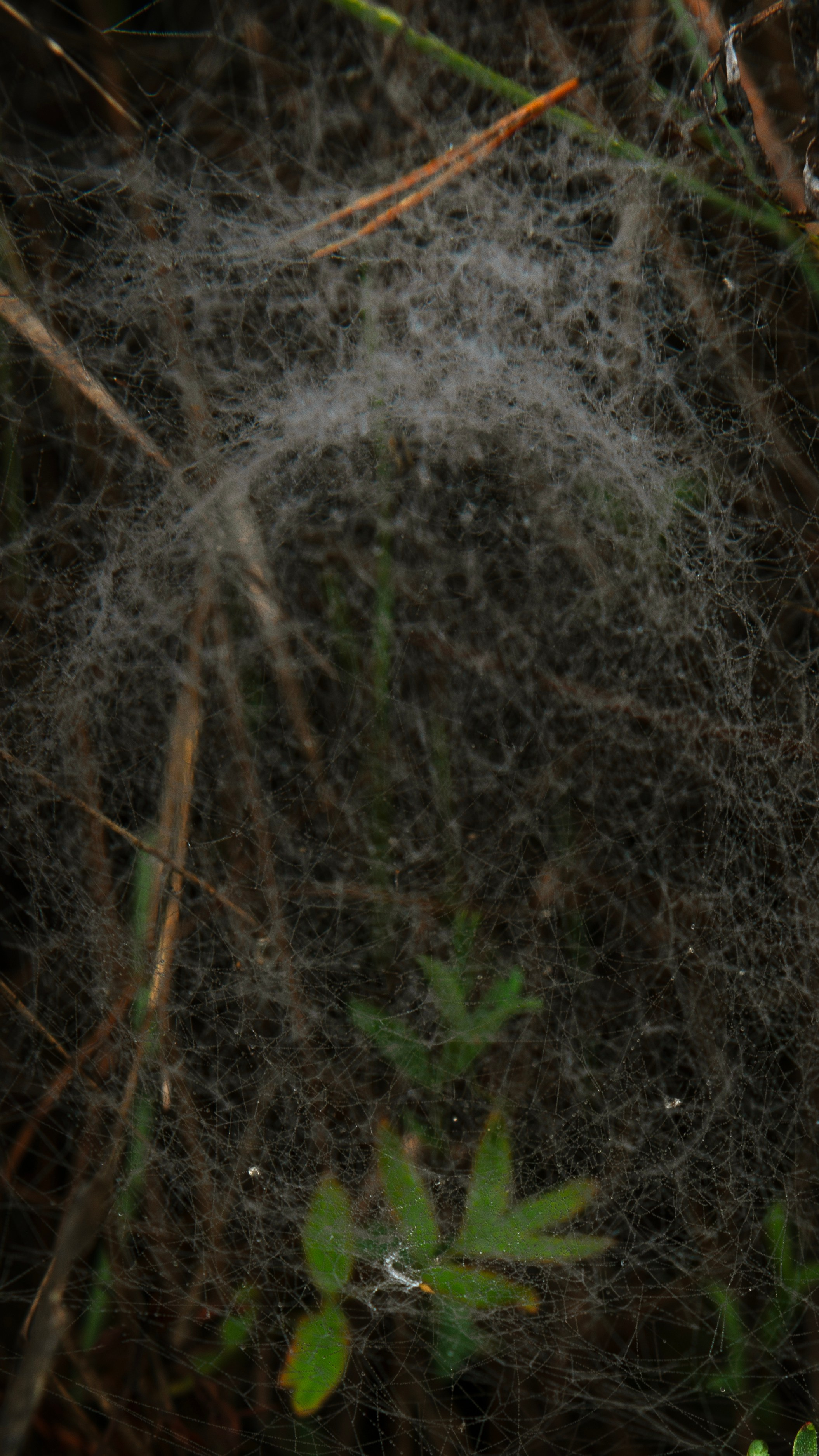 Ну вот как эту красоту не показать? А точнее, как о ней рассказать, если не показать?. Предметный фотограф и ретушер Улан-Удэ Алла Белова