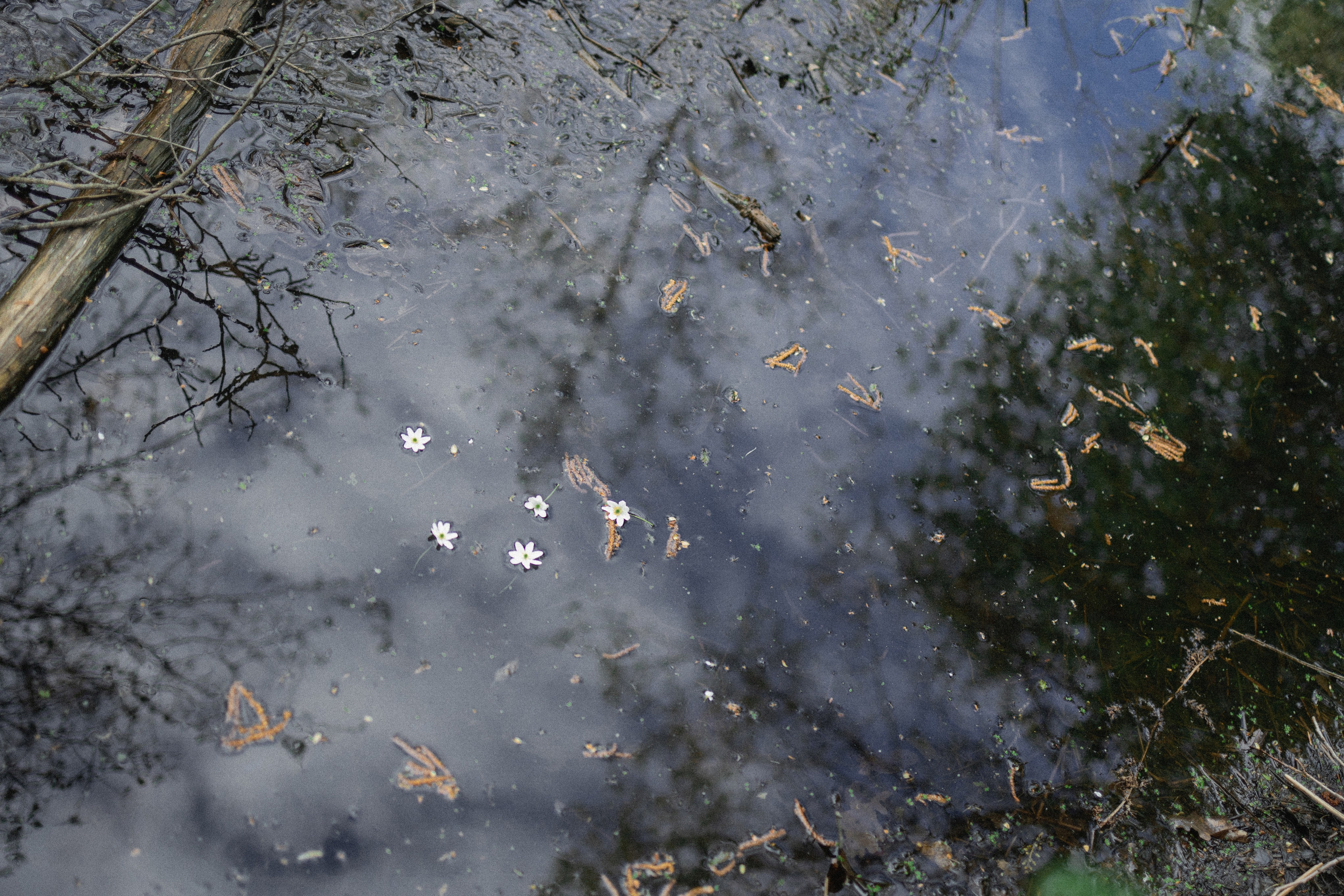 Эстетика П р о Я в л е н и я. Виноградова Маргарита. Фотограф P r o Явления