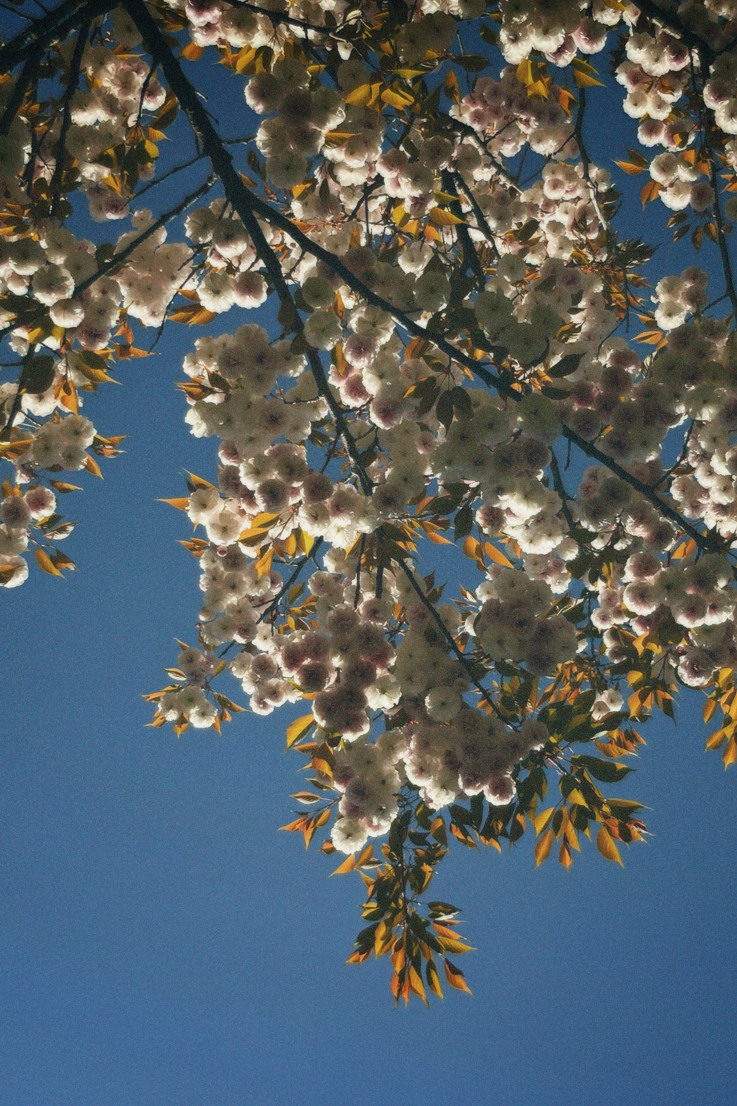 КРАСНОДАР. Портретный и лавстори фотограф в Стерлитамаке Альбина Шарт