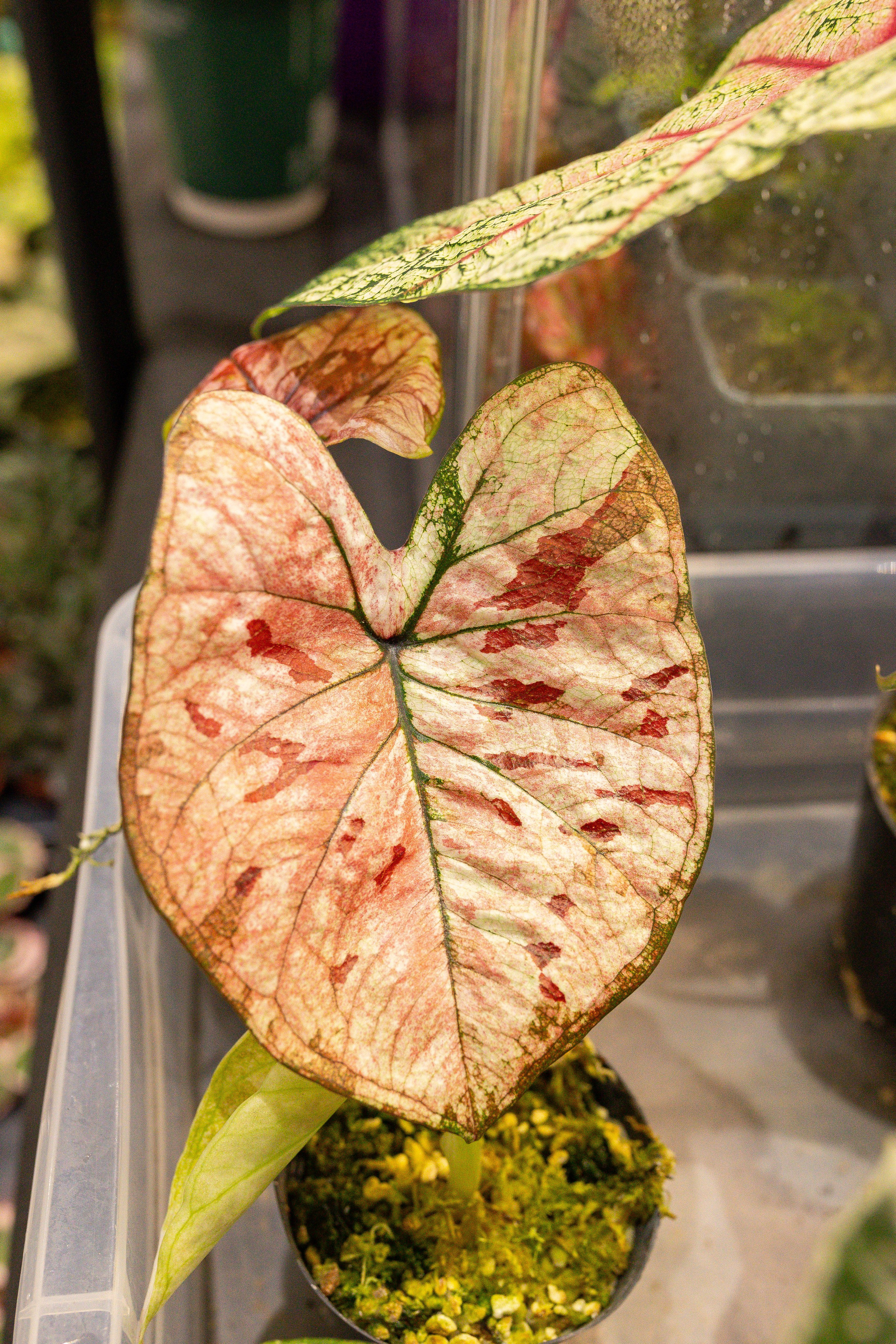 Орхидиум сентябрь 2025. Александра Куликова фотограф, Москва