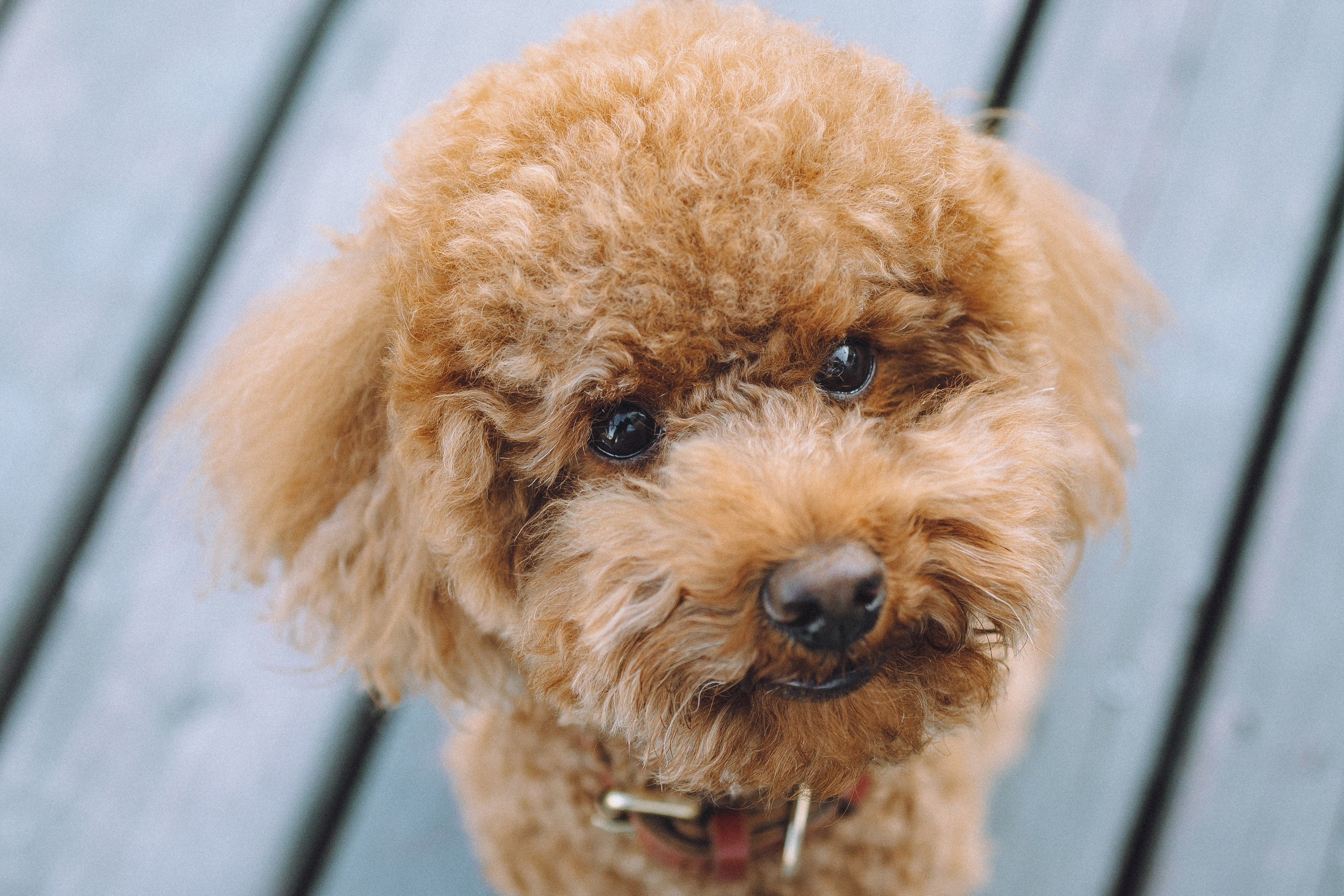 Марья и Буба