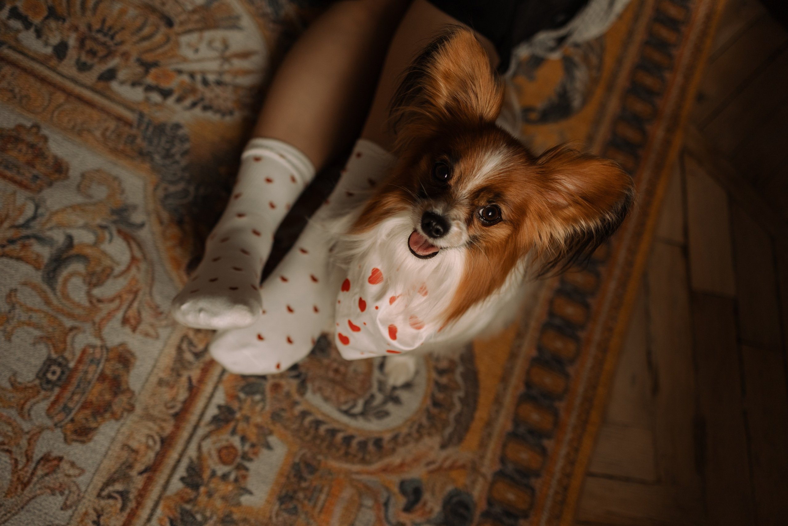 Женя и Брю. Фотограф — Анималист | Санкт-Петербург