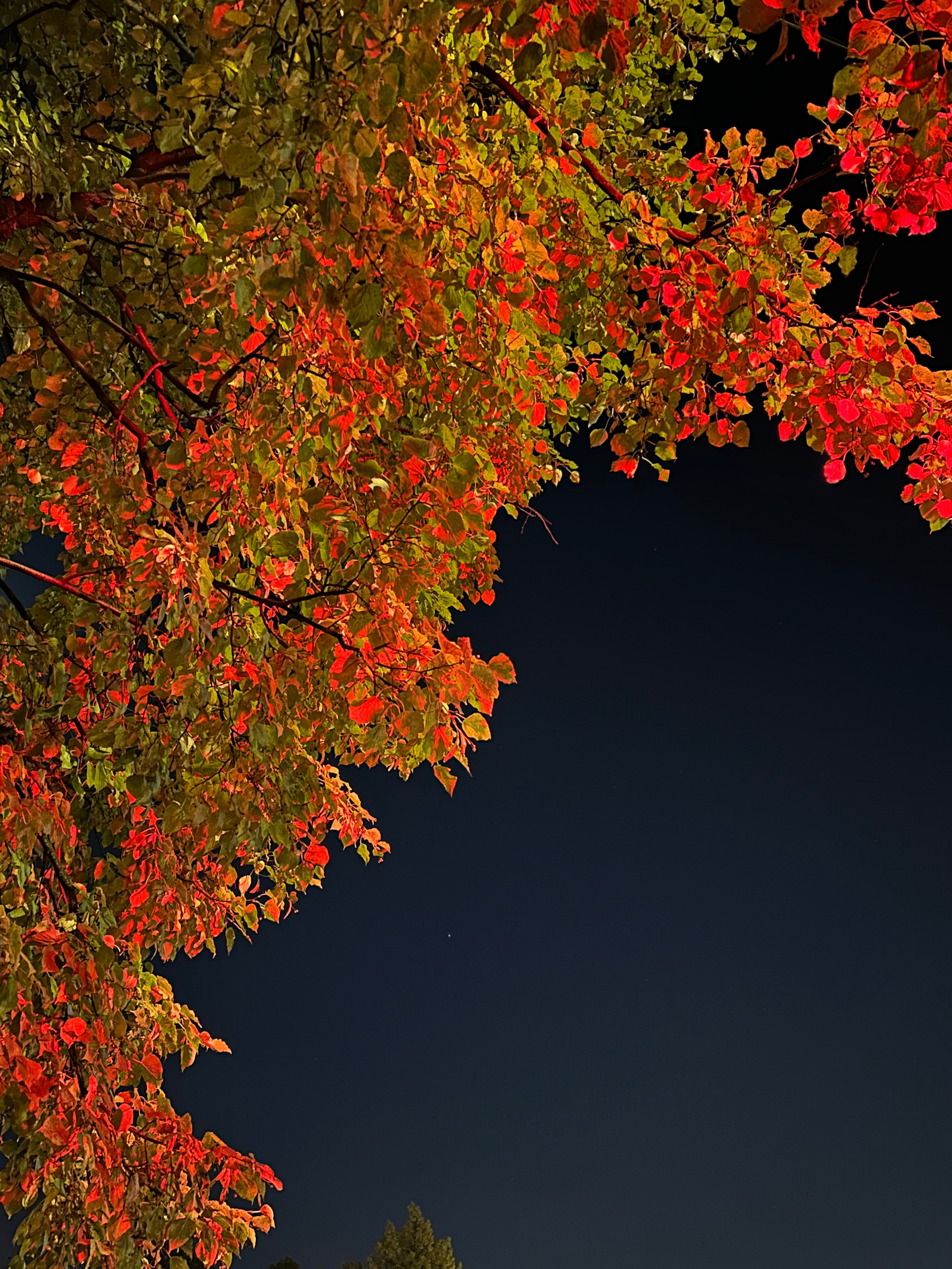 Природа. Фотокружок «Видоискатель» ГБОУ СОШ № 291