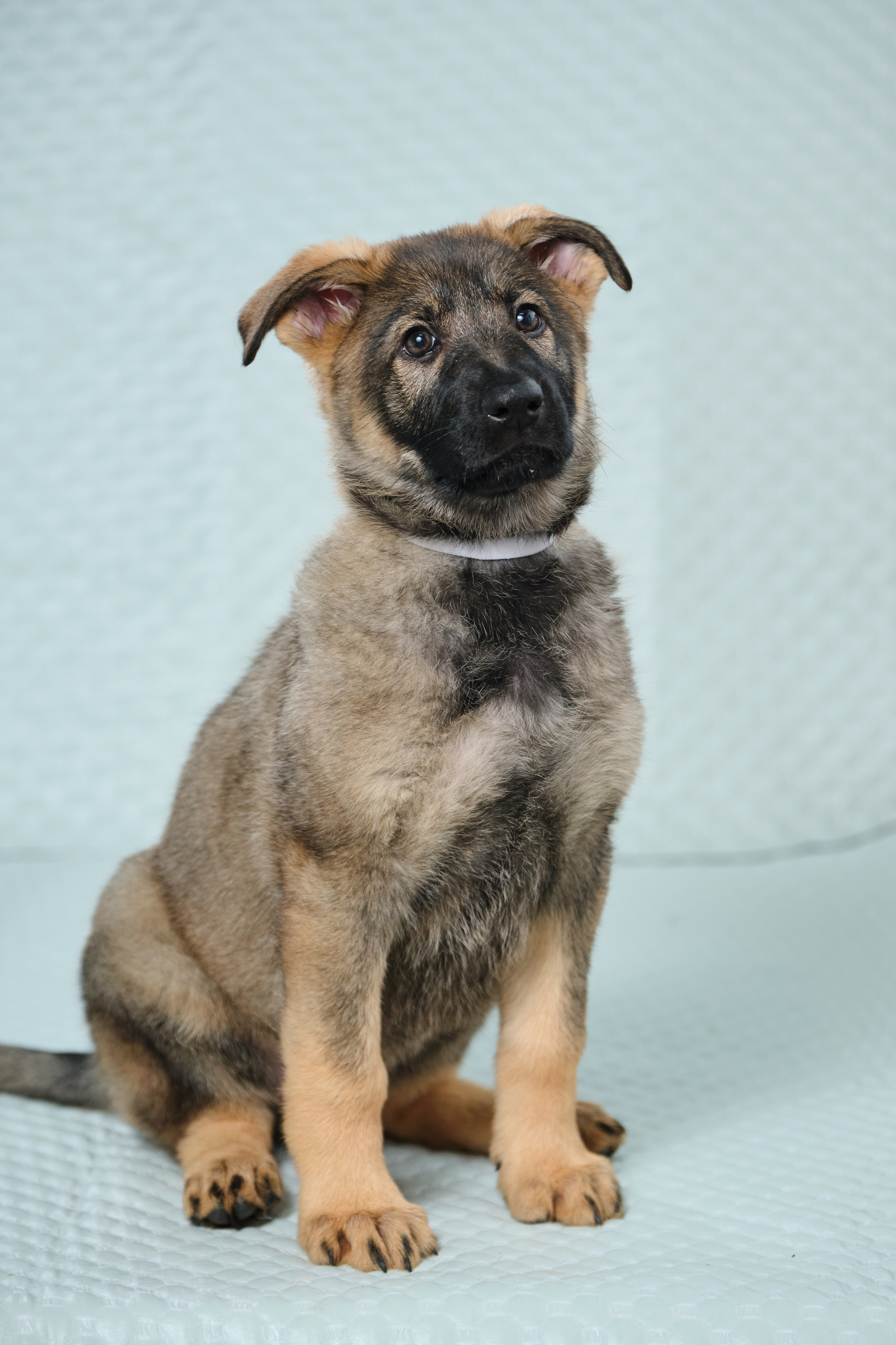 Фотосъемка на продажу щенков немецких овчарок, фотограф - анималист, фото играющих щенков, ищу фотографа и видеографа анималиста