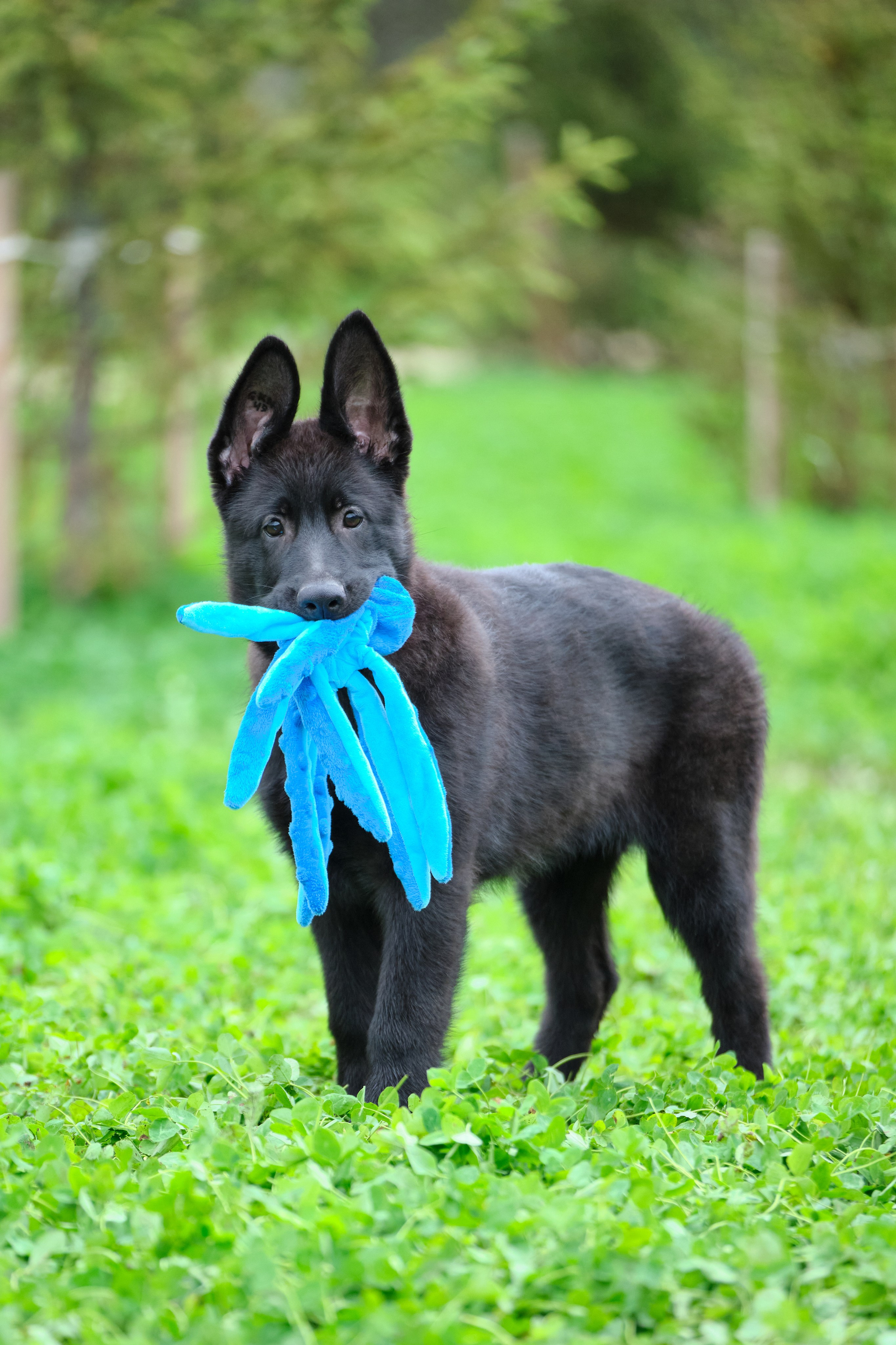 Фотосъемка на продажу щенков немецких овчарок, фотограф - анималист, фото играющих щенков, ищу фотографа и видеографа анималиста