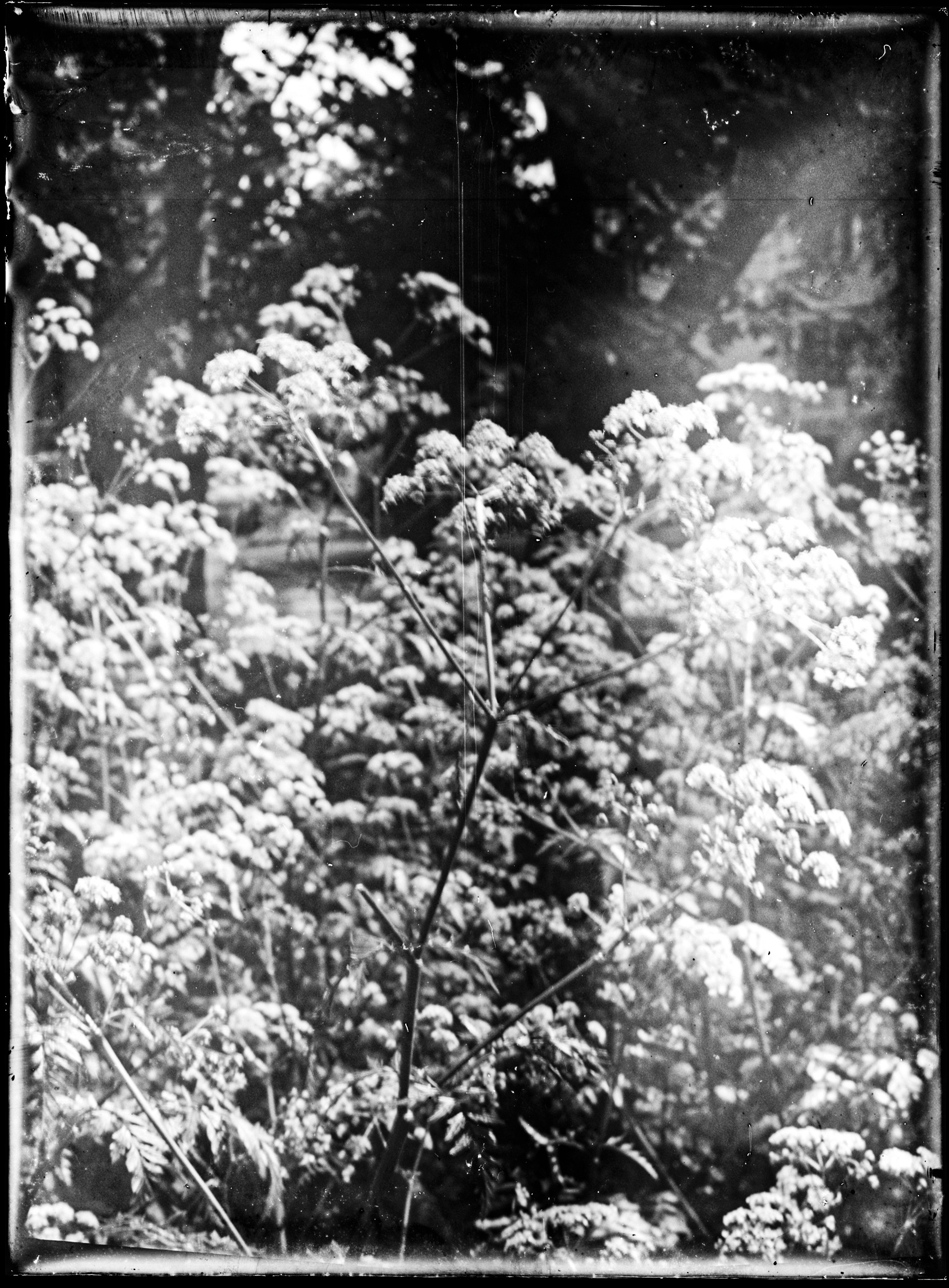 Glass plates. Darkroom aesthetics