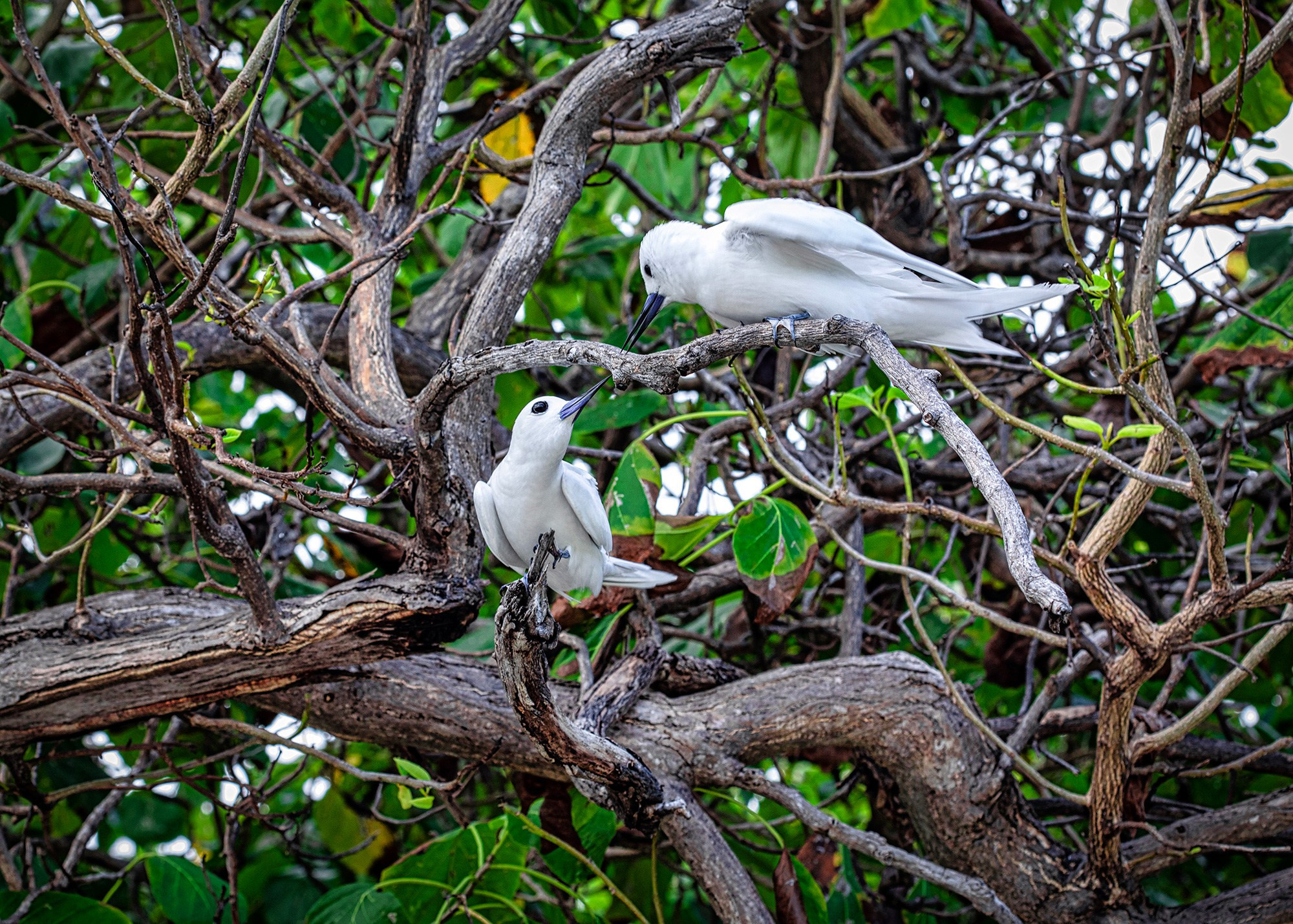 Птицы (коллекция). Фотограф Владимир Остапенко