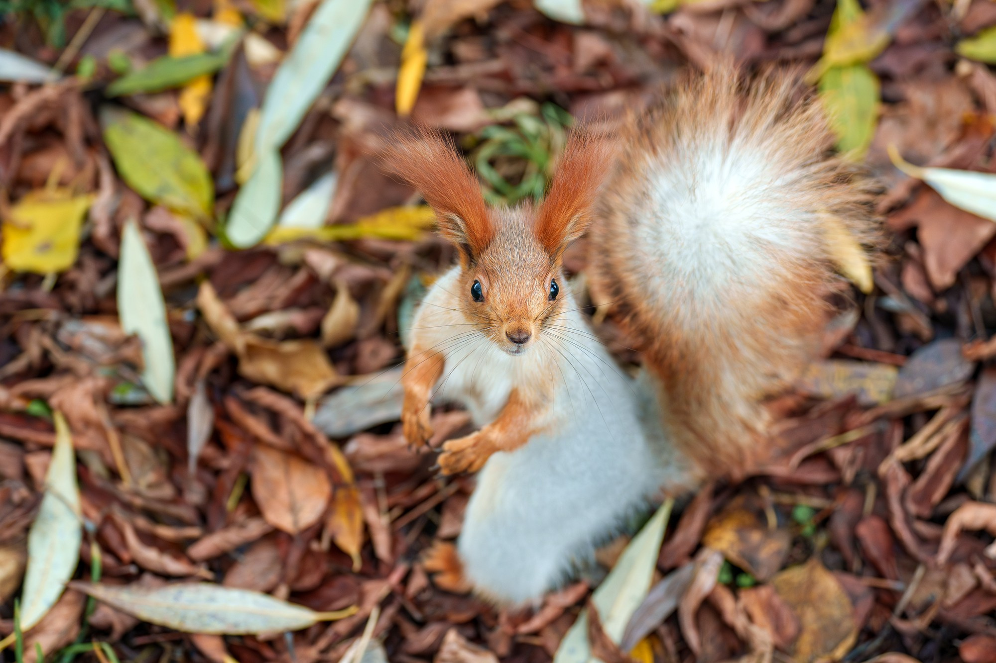 Животные. Ваш личный фотограф Марина Волкова