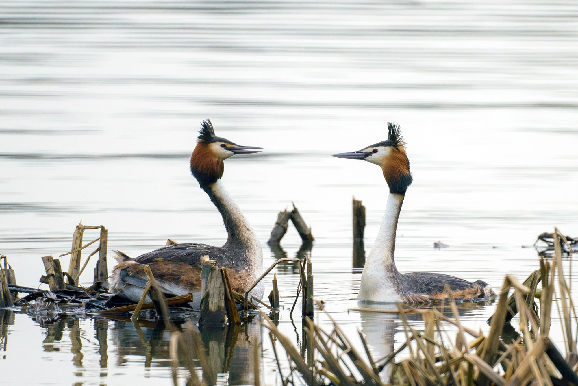 Удивительные мир птиц. Вокруг нас столько прекрасного — присмотритесь!. Ваш личный фотограф Марина Волкова