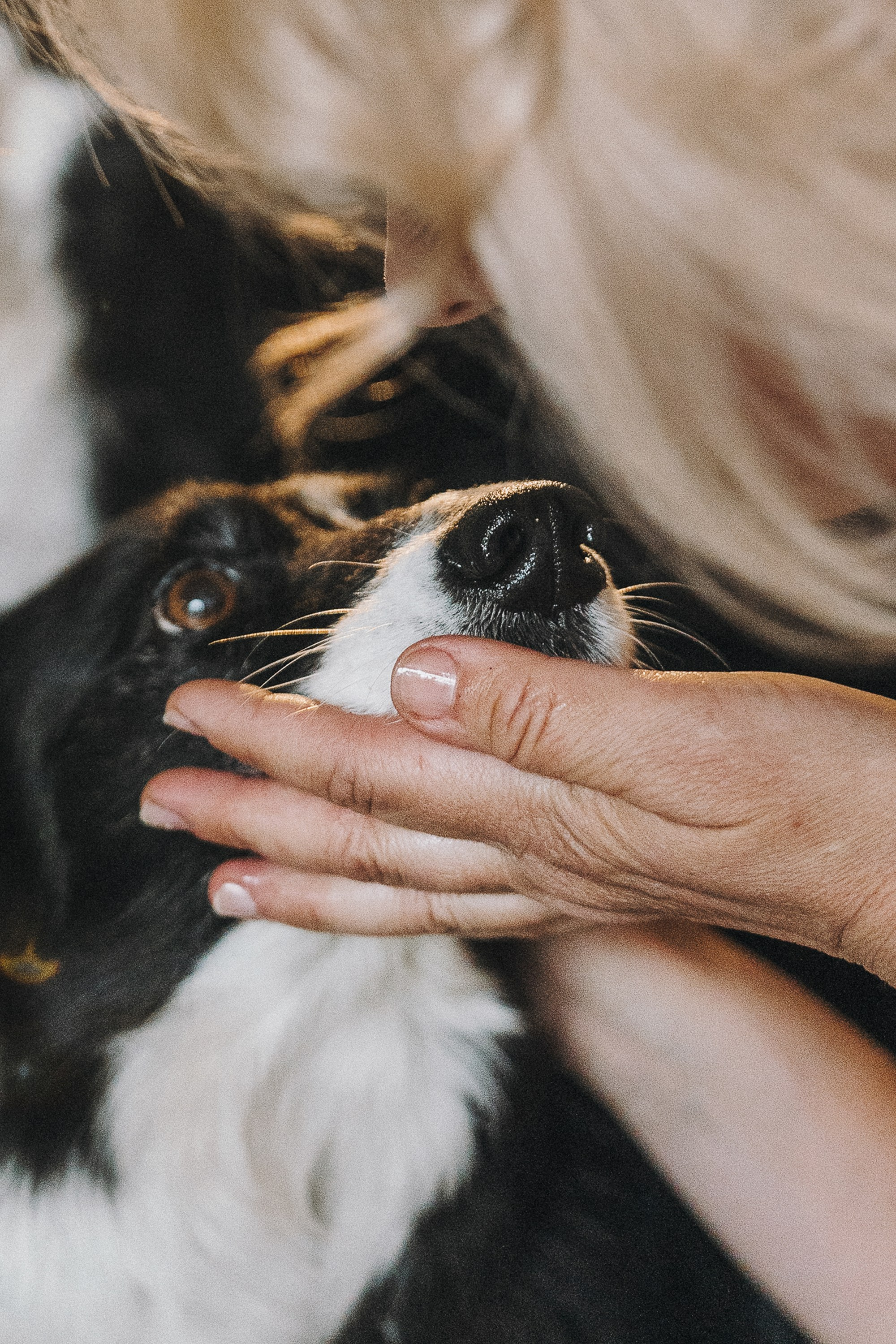 Таня, Марта и Клипса. Фотограф анималист в Москве и Санкт-Петербурге Свиридова Анна