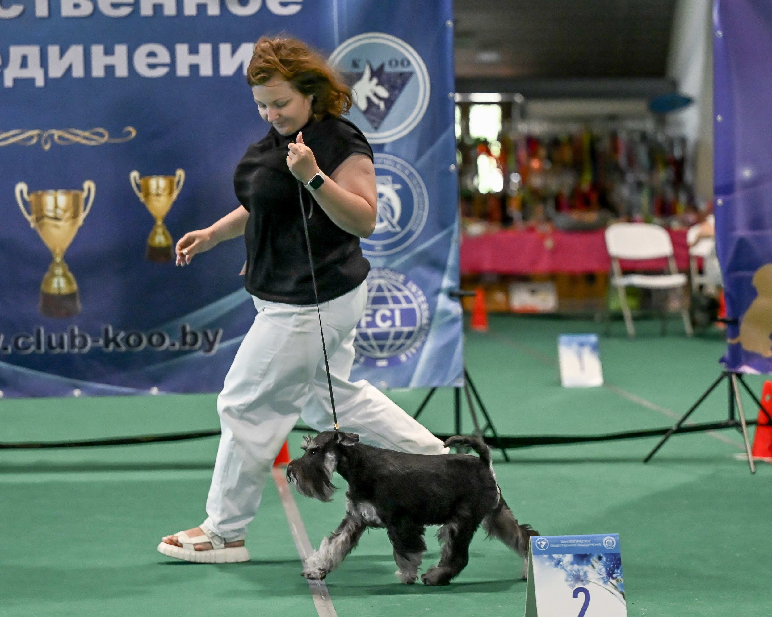 Зари/DELINSO BALANCE CZESARIA ZARI. Питомник цвергшнауцеров в Беларуси «Делинсо Бэлэнс»