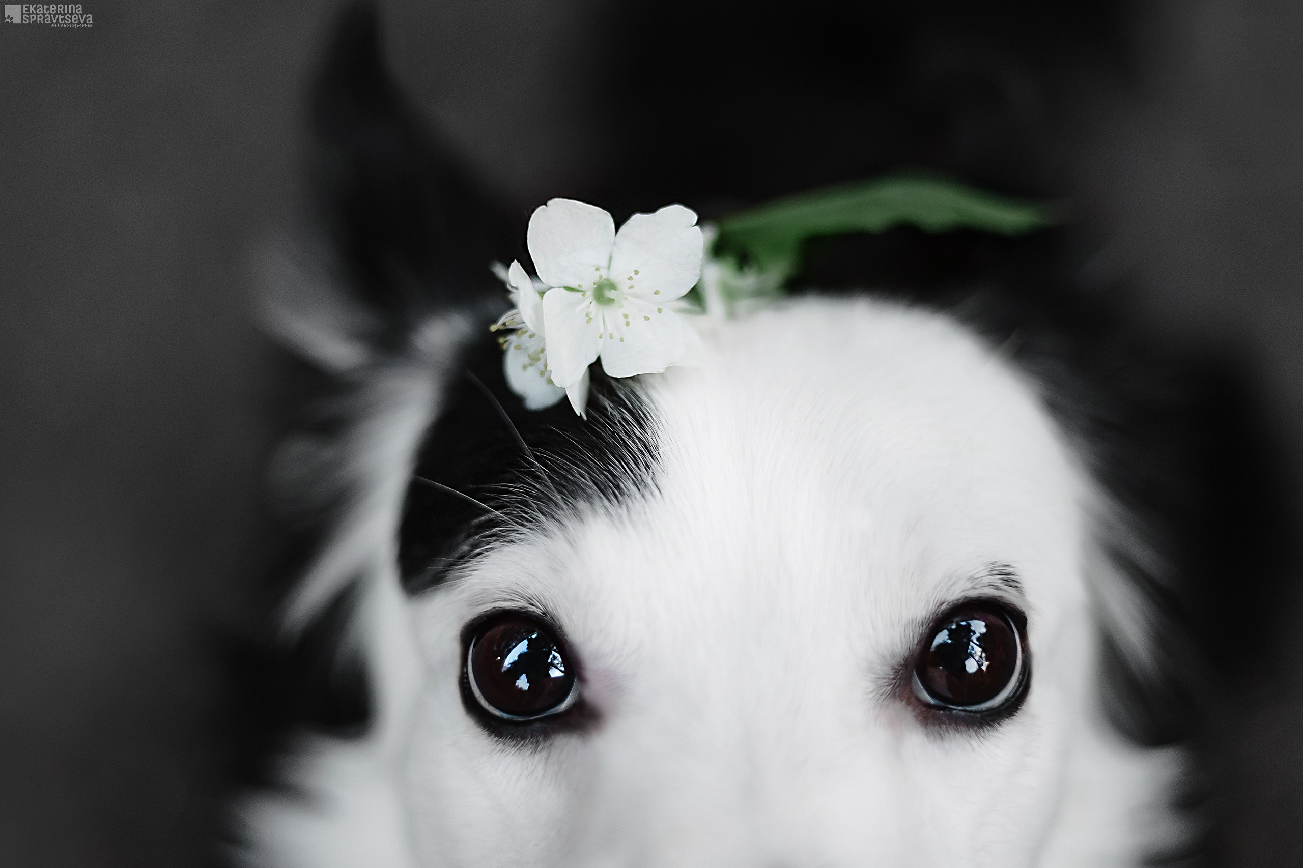 Екатерина Справцева фотограф анималист - портфолио фото. Фотограф Анималист Екатерина Справцева в Нижнем Новгороде