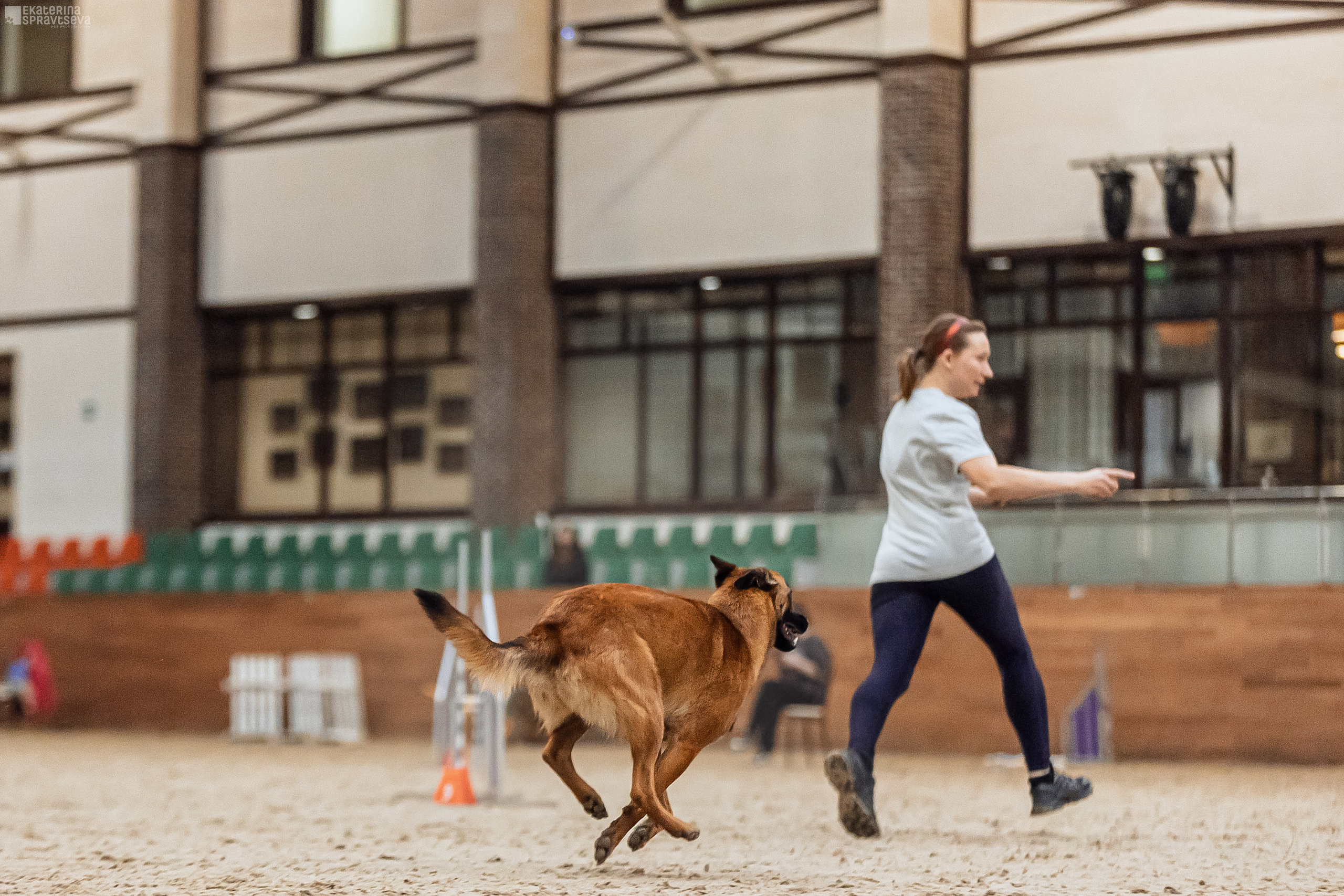 ЧРКФ Аджилити в Максима. Фотограф Анималист Екатерина Справцева в Нижнем Новгороде