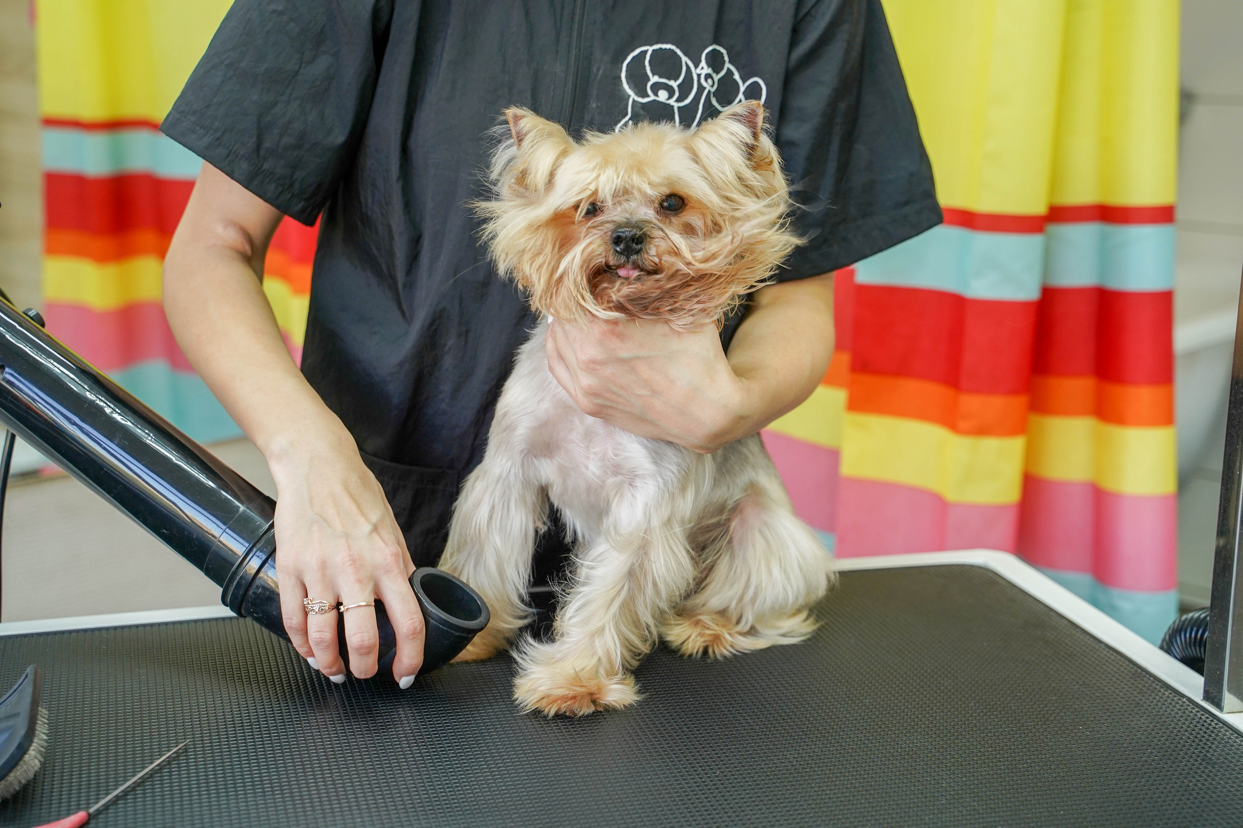 Грумер. Житкова Юлия фотограф в Санкт-Петербурге