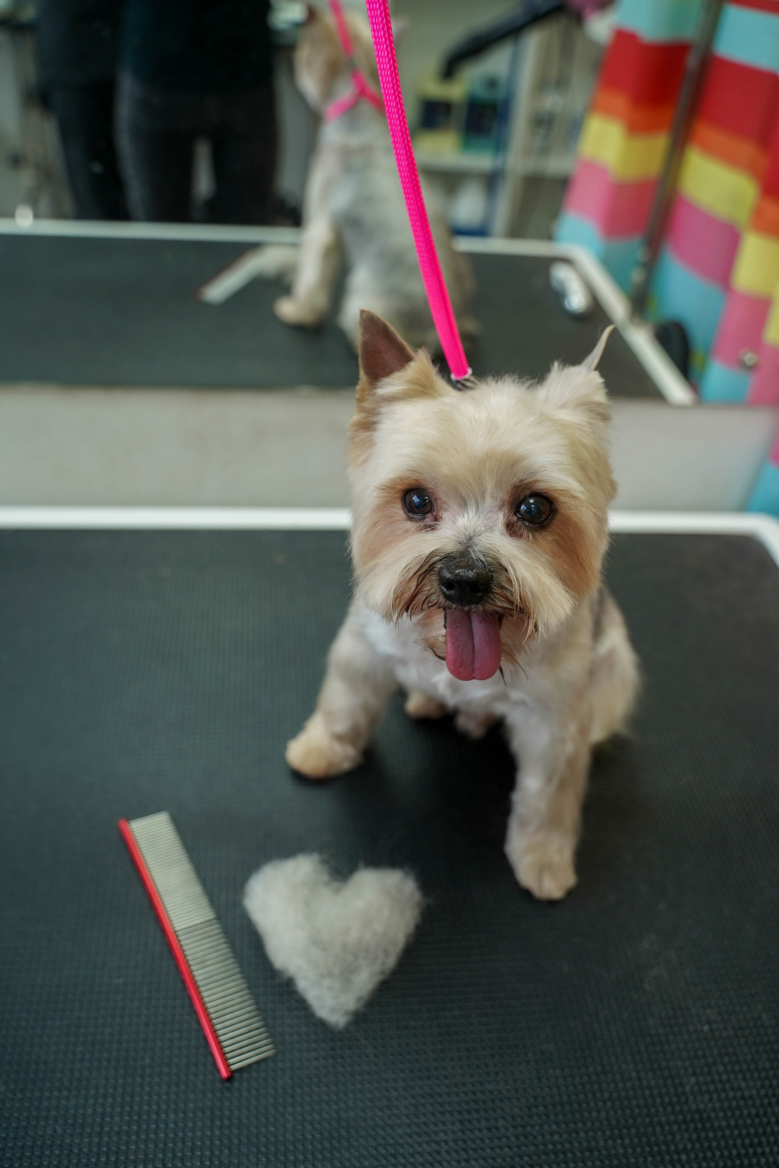 Грумер. Житкова Юлия фотограф в Санкт-Петербурге