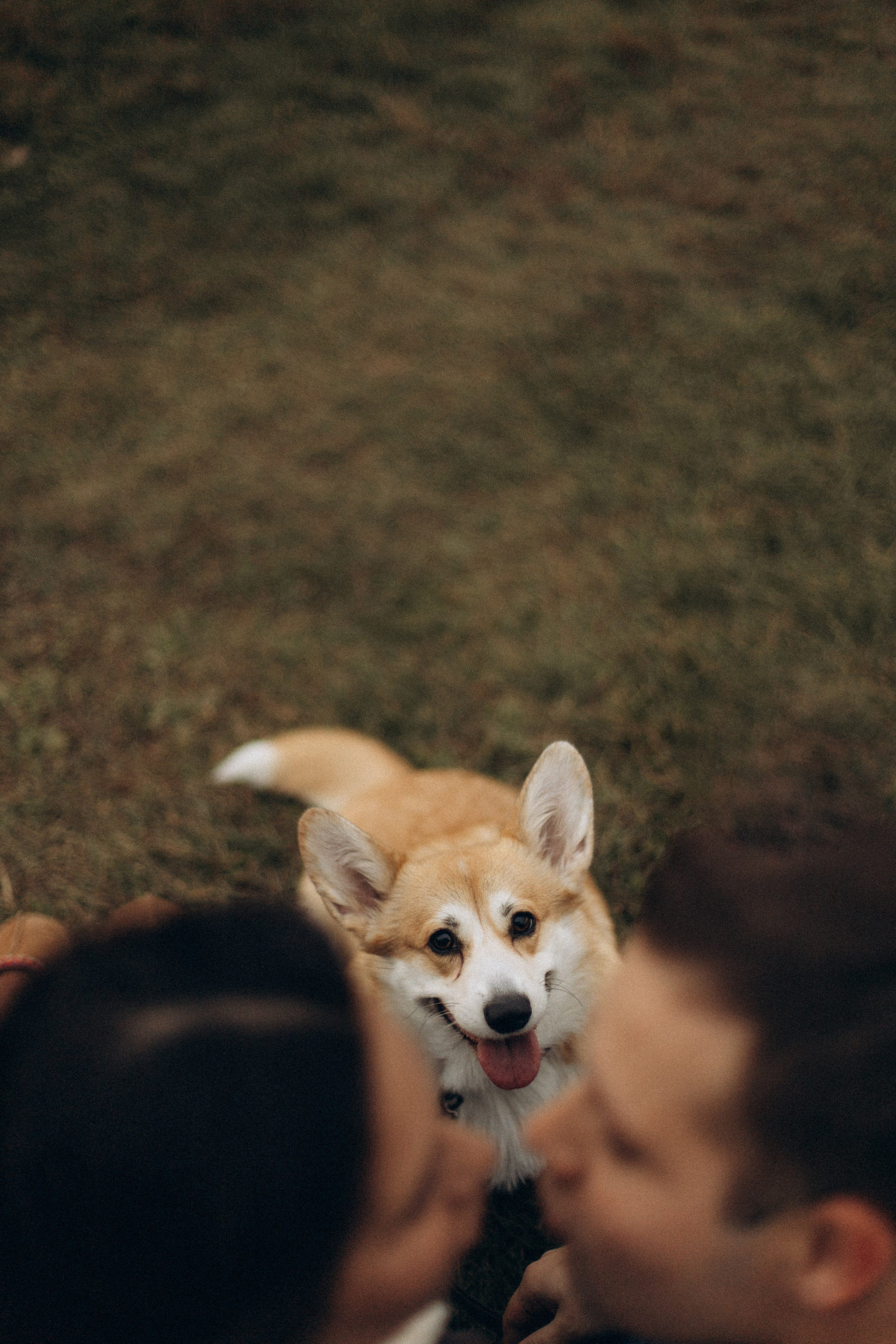 Настя, Никита и Мерси. Семейный и детский фотограф Красноярск Иркутск Денк Анна