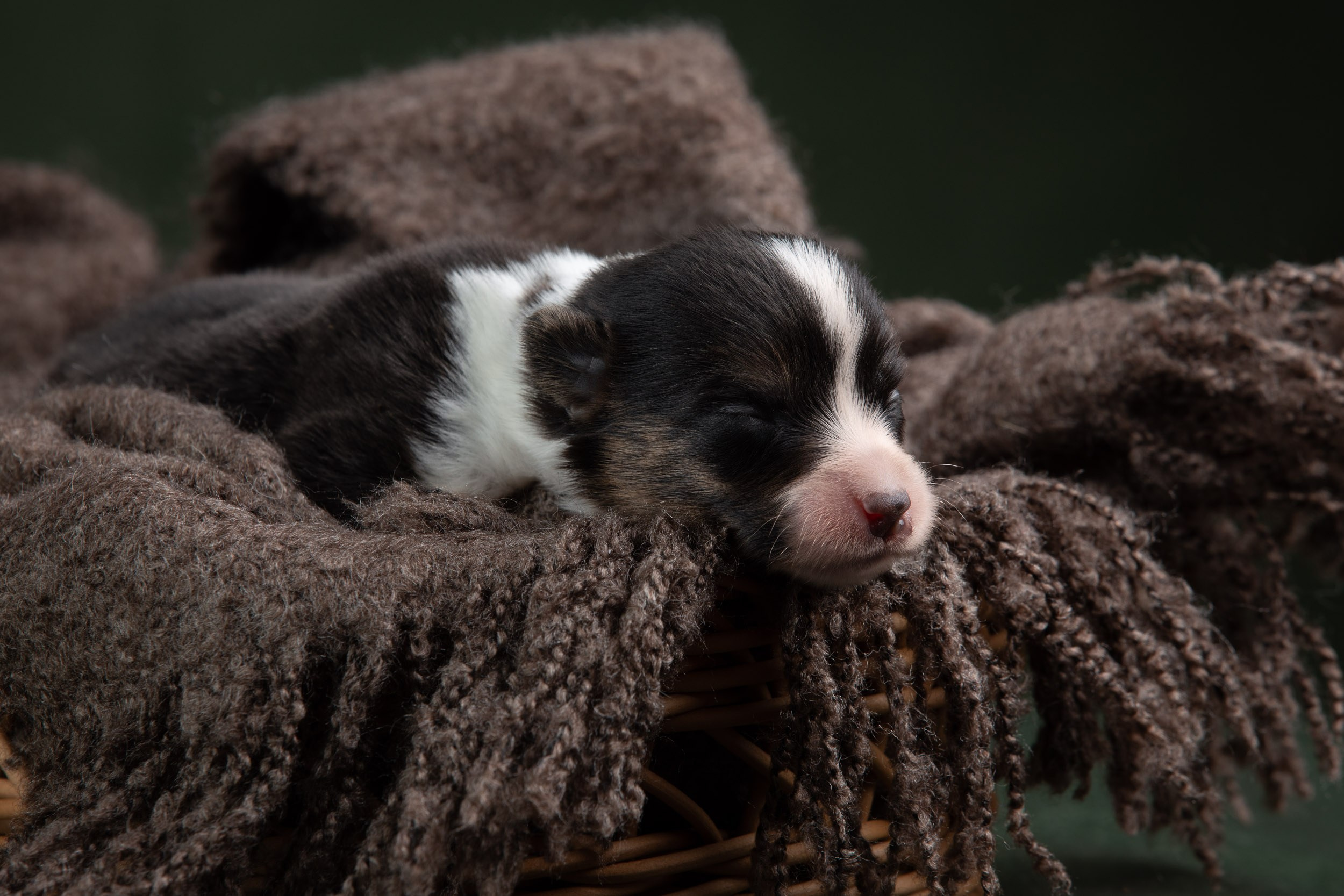 Ньюборн фотосъемка для помета вельш корги кардиганов. Фотограф-анималист в Москве и Московской области Татьяна Фролова