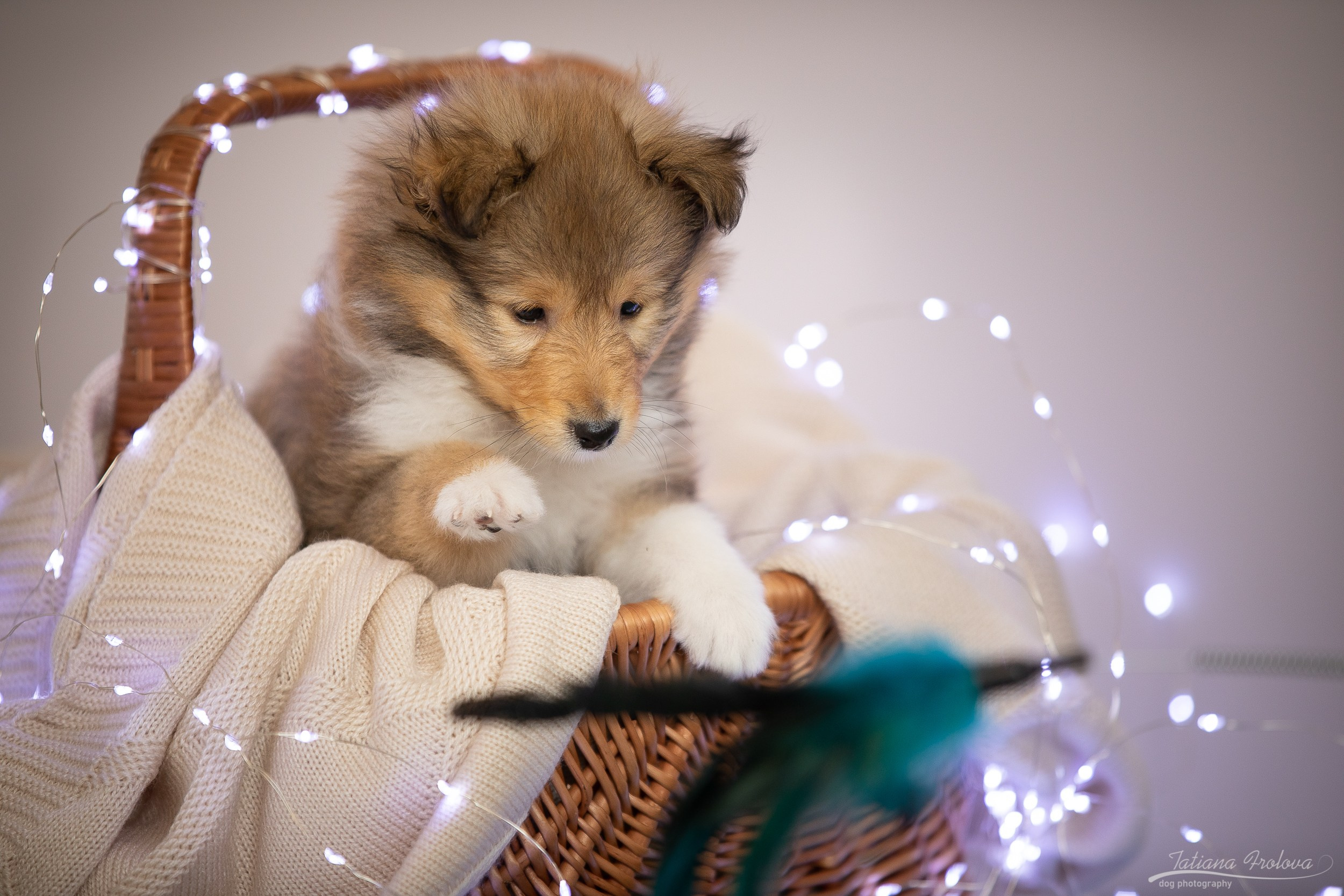 Съёмка щенков дома. Фотограф-анималист в Москве и Московской области Татьяна Фролова