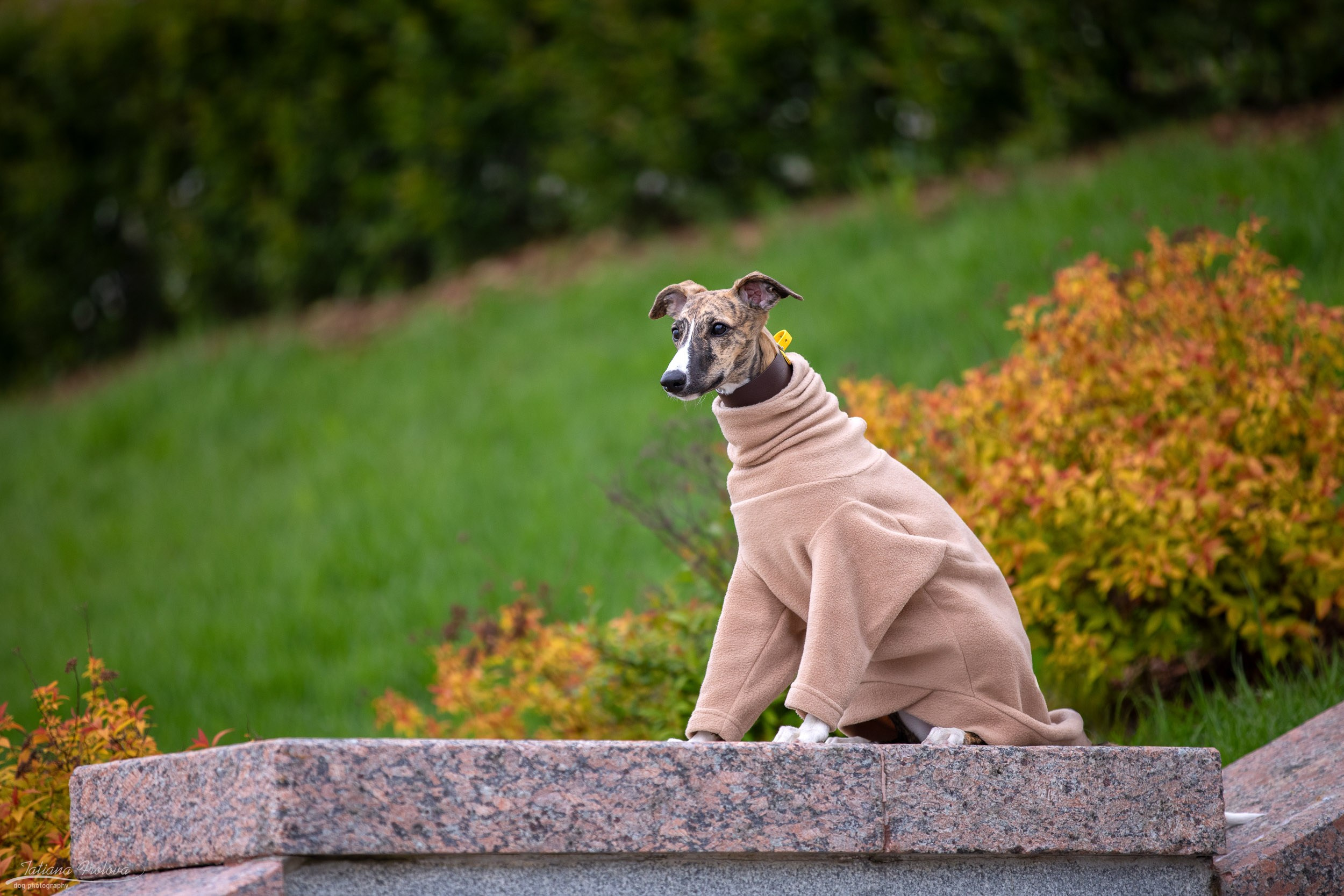 Городская фотопрогулка для Насти и щенка уиппета Корицы. Фотограф-анималист в Москве и Московской области Татьяна Фролова