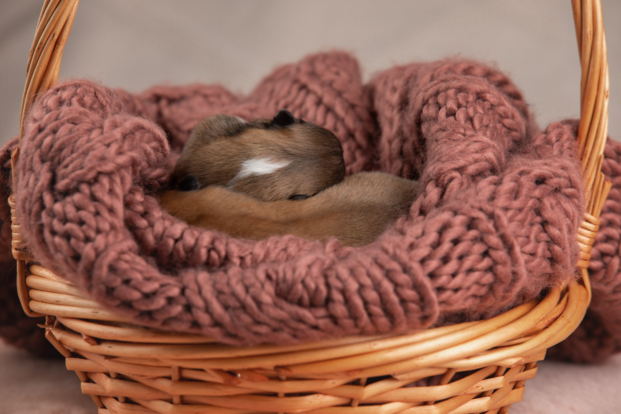 Ньюборн съемка для новорожденных щенков в доме заводчика. Фотограф-анималист в Москве и Московской области Татьяна Фролова