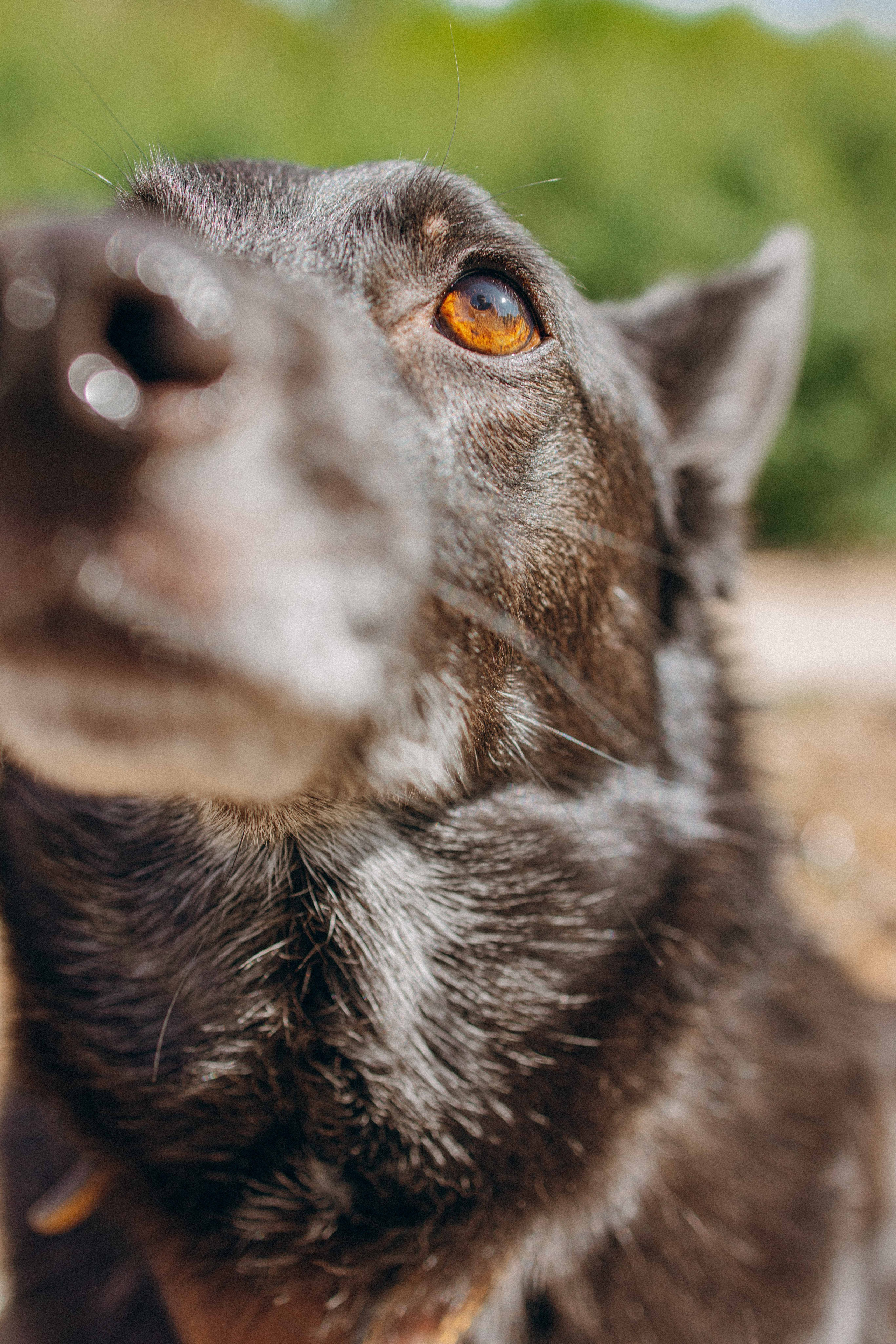 Наталья, Марфа и Норд. Фотограф-анималист в Москве Лера Черноног