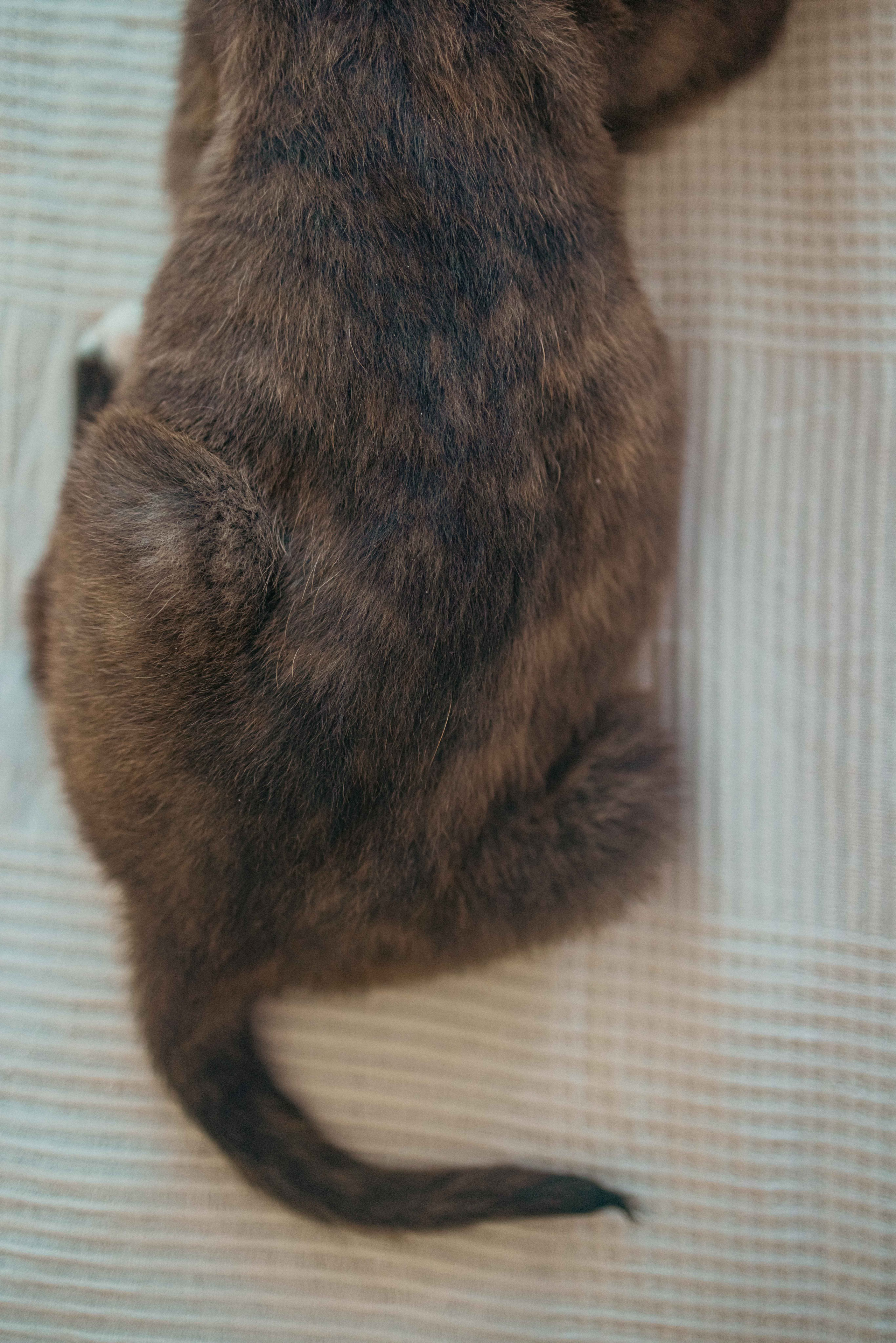 Гайка. Фотограф-анималист в Москве Лера Черноног