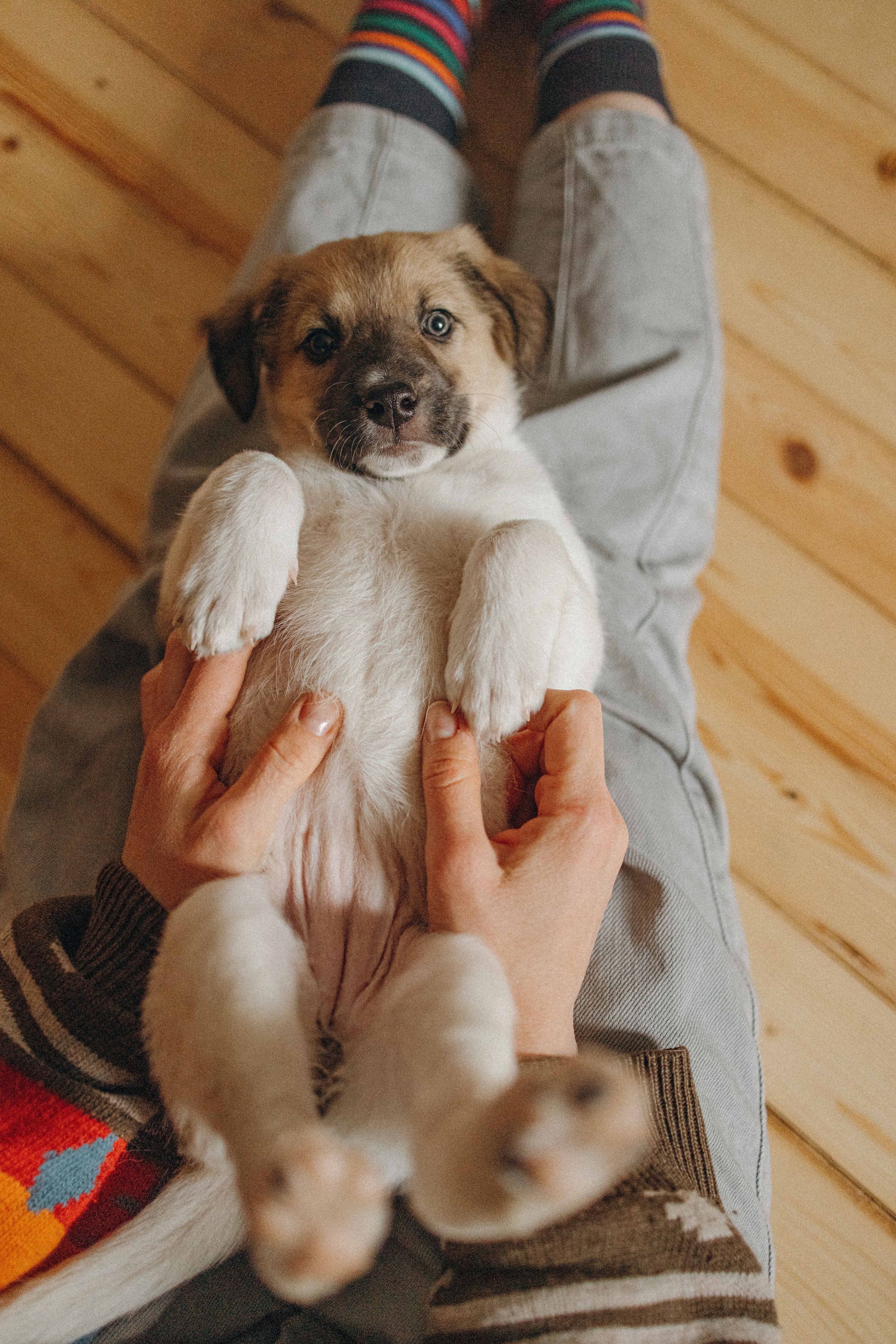 Щеночки. Фотограф-анималист в Москве Лера Черноног