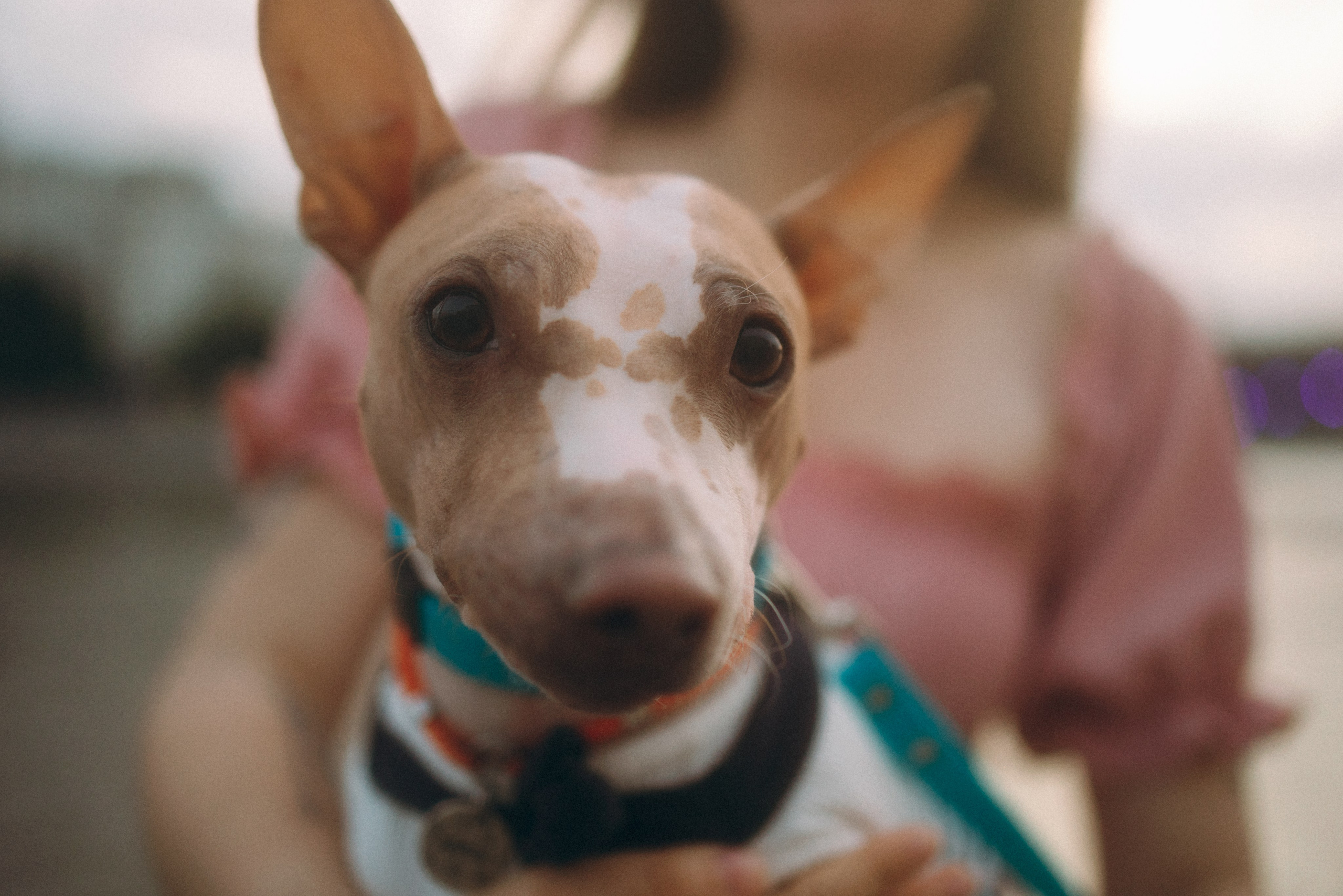 Глаша, Айрон, Ксюша и Оля. Фотограф анималист Анастасия Пикей
