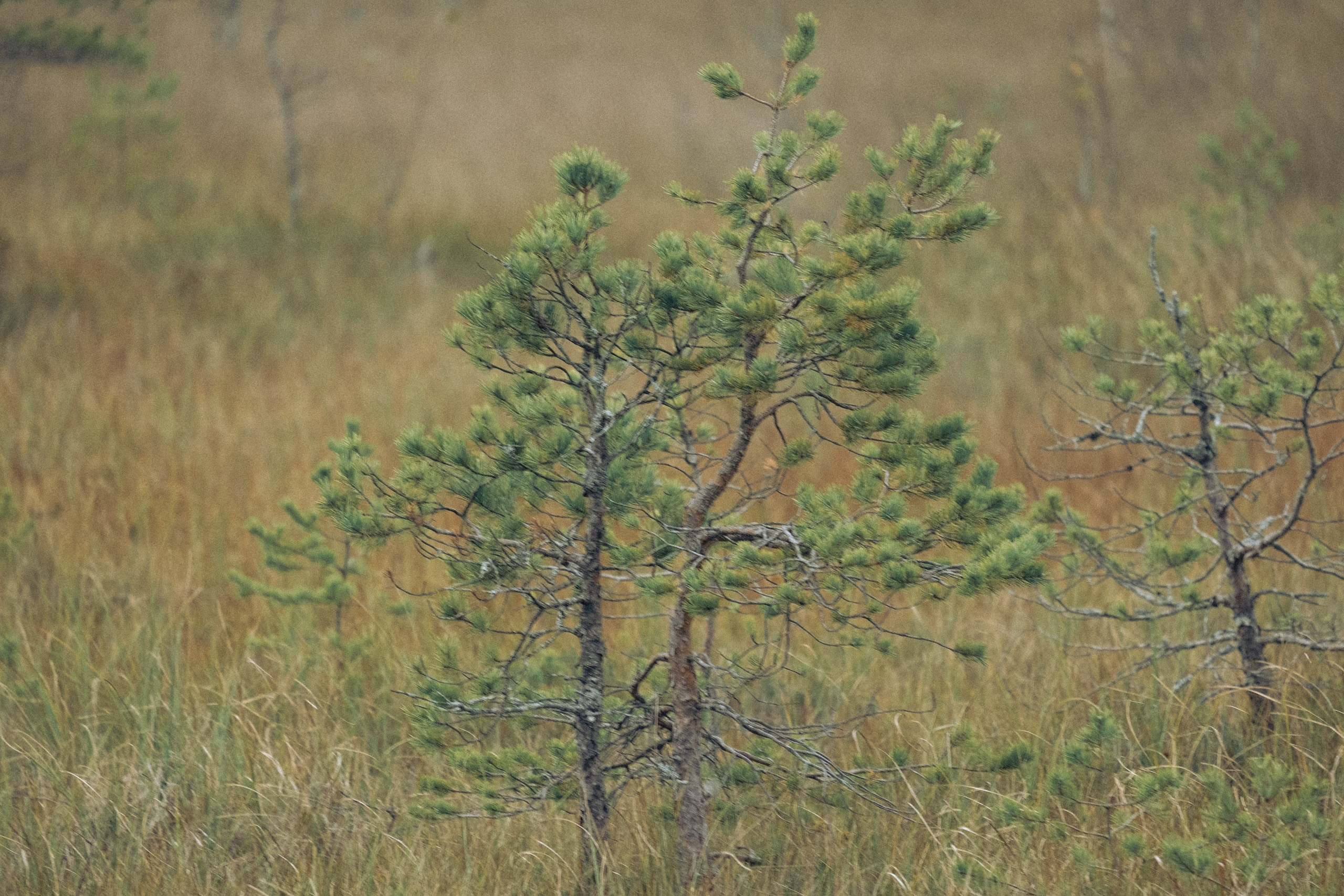 Осеняя прогулка. Профессиональный фотограф, Санкт-Петербург — Виктория Богомолова