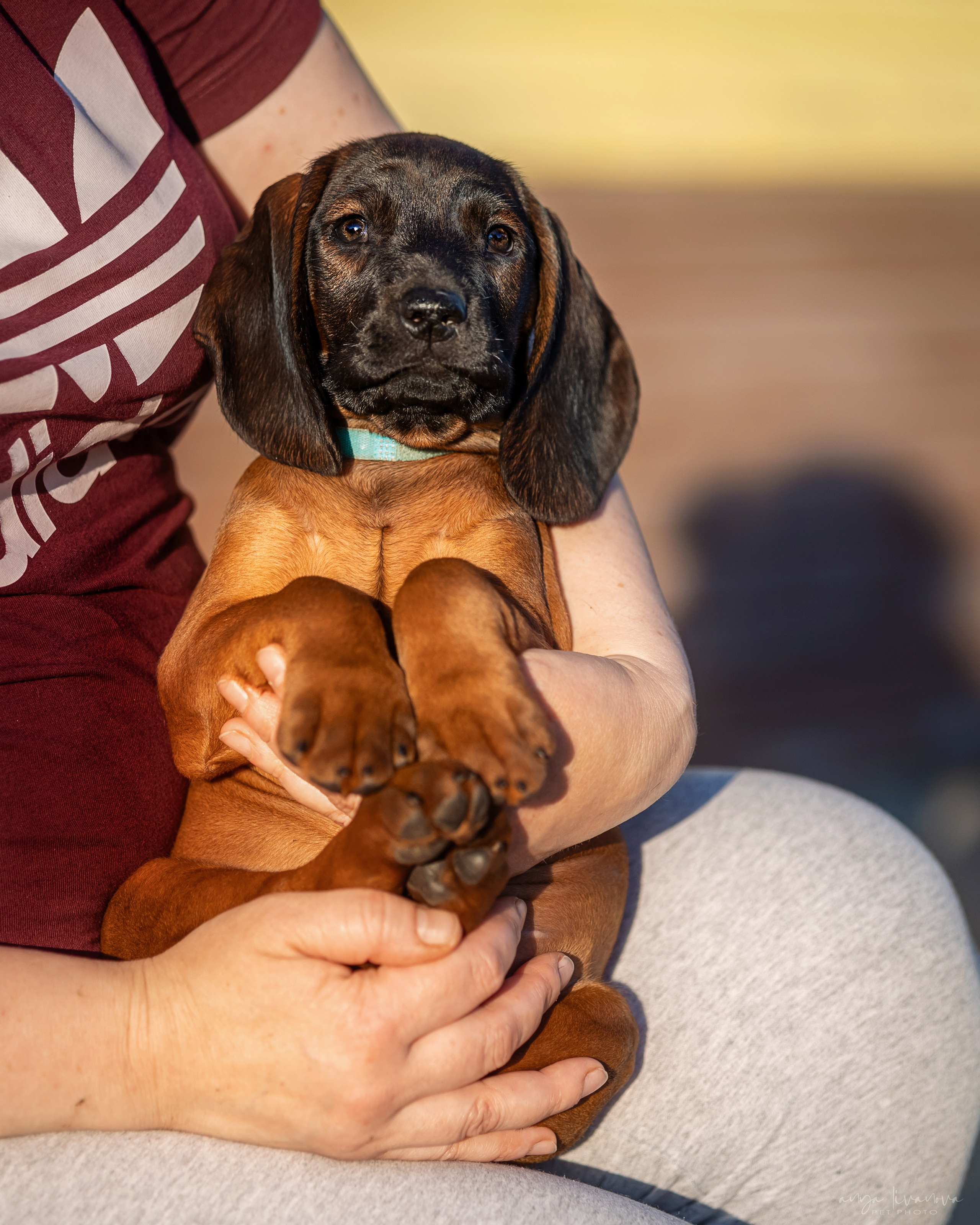 Баварцы. Фотограф анималист Аня Ливанова | Рыбинск