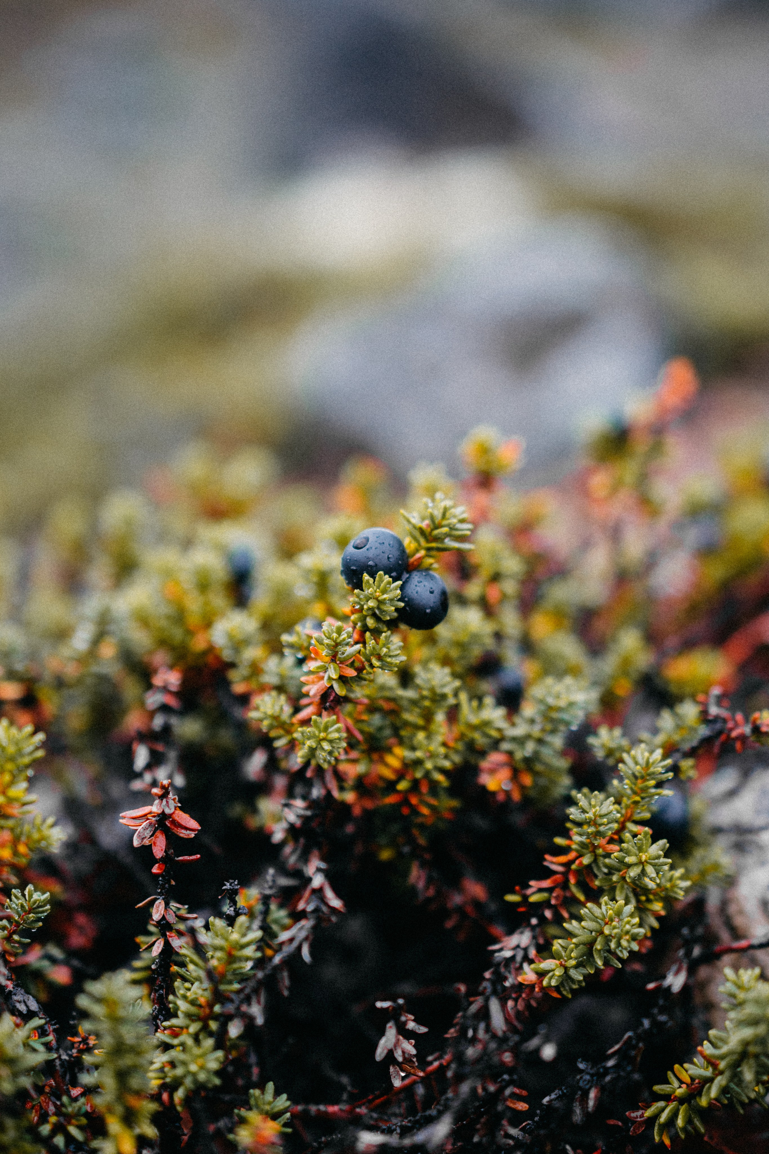 АВТОРСКИЕ ОТКРЫТКИ, 150руб. Фотограф Наталья Могилевская Мурманск Териберка Сейдозеро Рыбачий