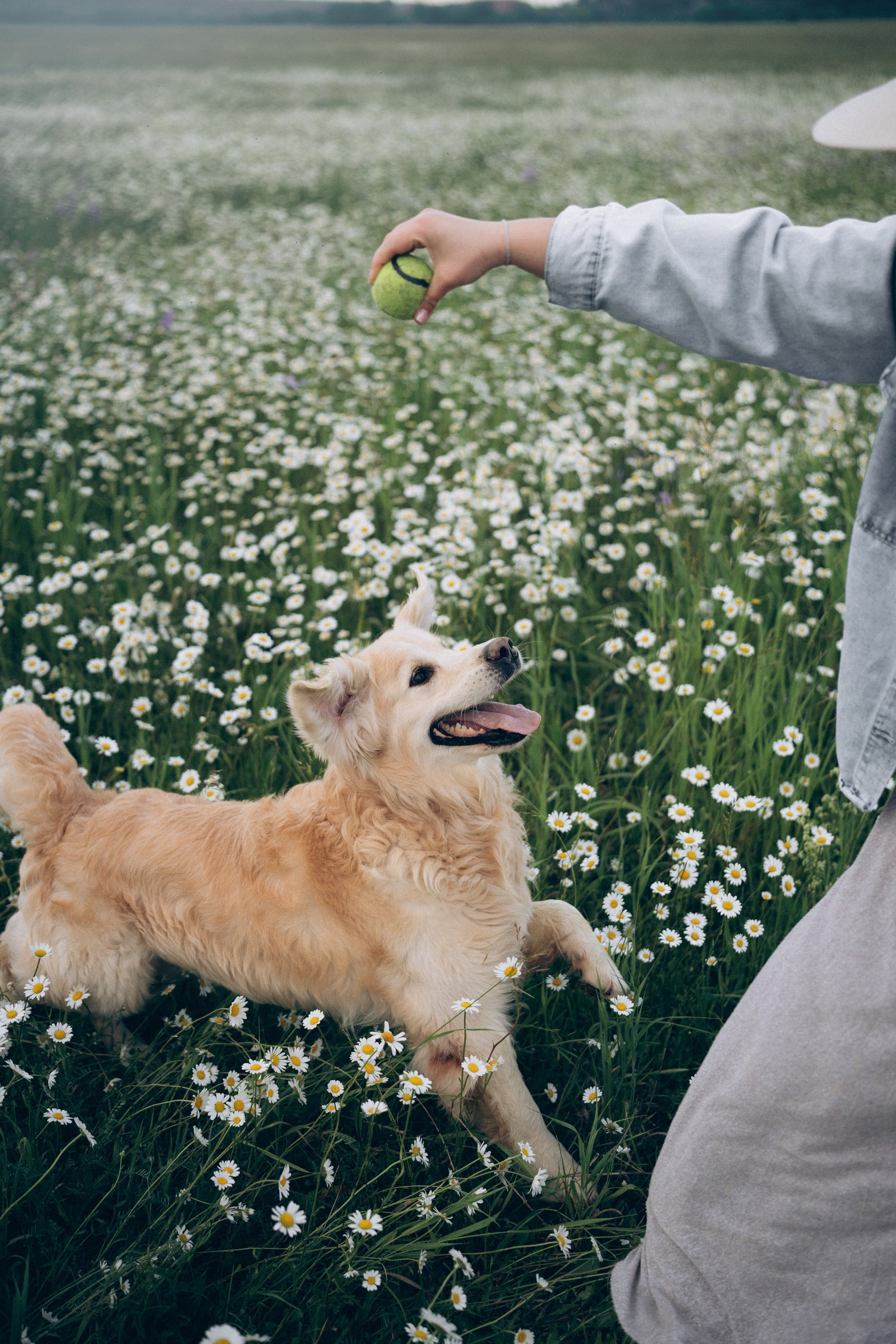 Кристина, Александр, Каролина, Владлен и Космос. Фотограф анималист в Москве и Санкт-Петербурге Свиридова Анна