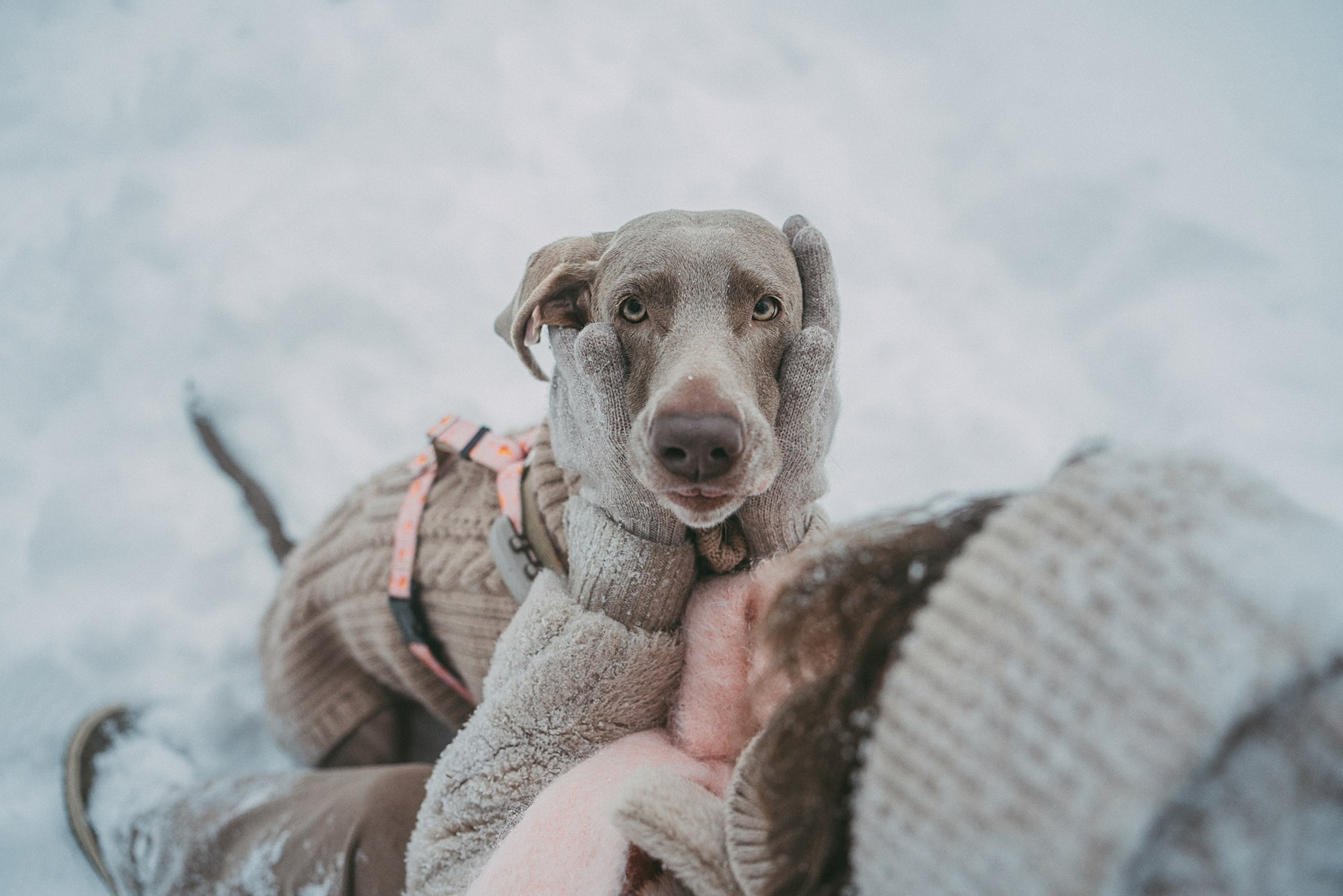 Лена и Фанни. Фотограф анималист в Москве и Санкт-Петербурге Свиридова Анна