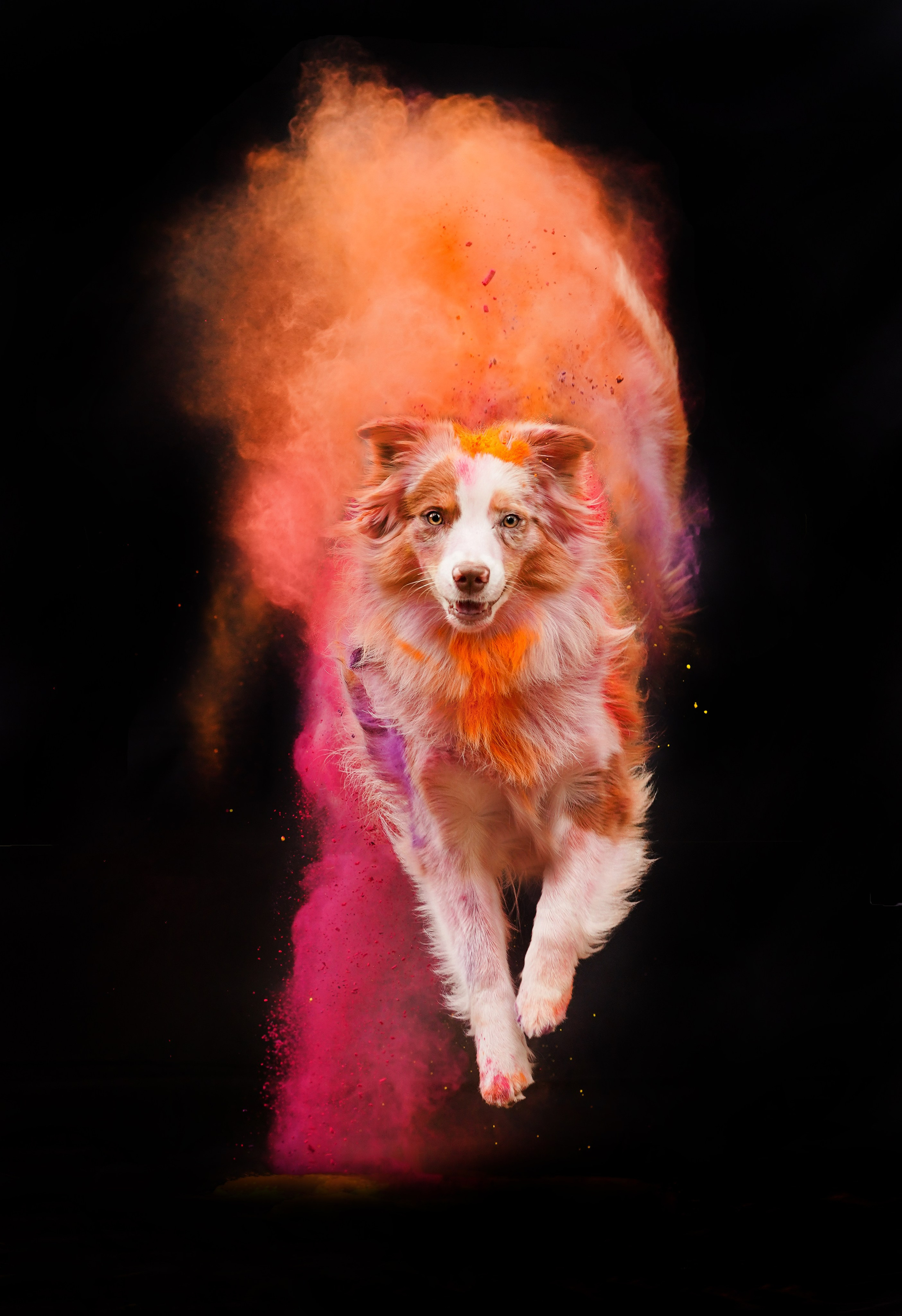 Панда и краски Холи. Фотограф-анималист в Санкт-Петербурге Яна Мартынова