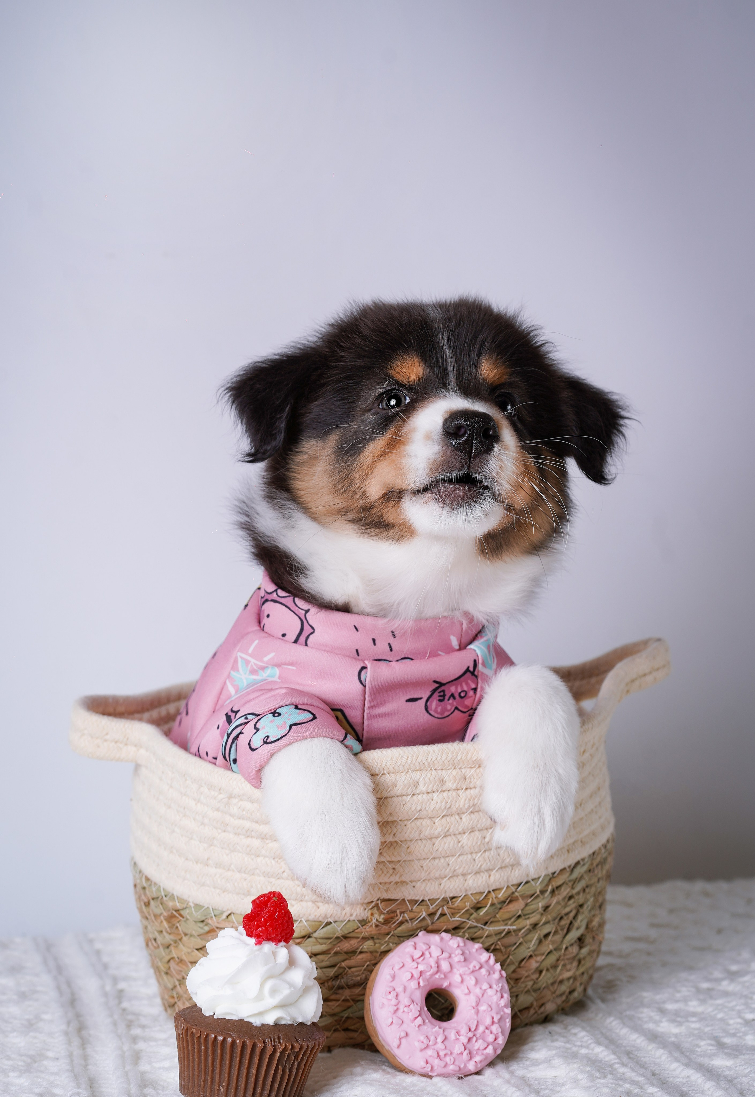 Щенки аусси. Фотограф-анималист в Санкт-Петербурге Яна Мартынова