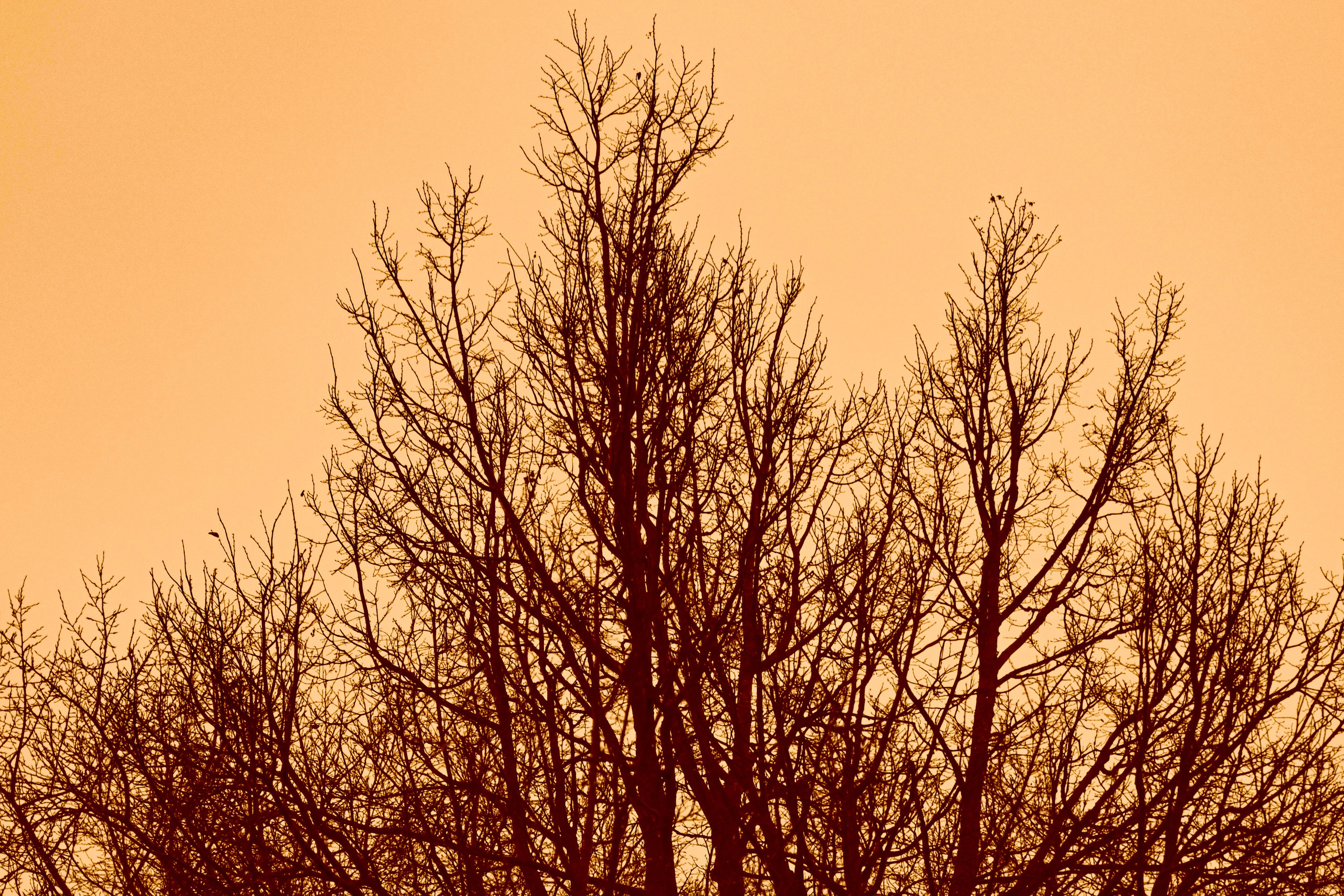 Чопопалики. Фотограф из Боровска в Калужской области