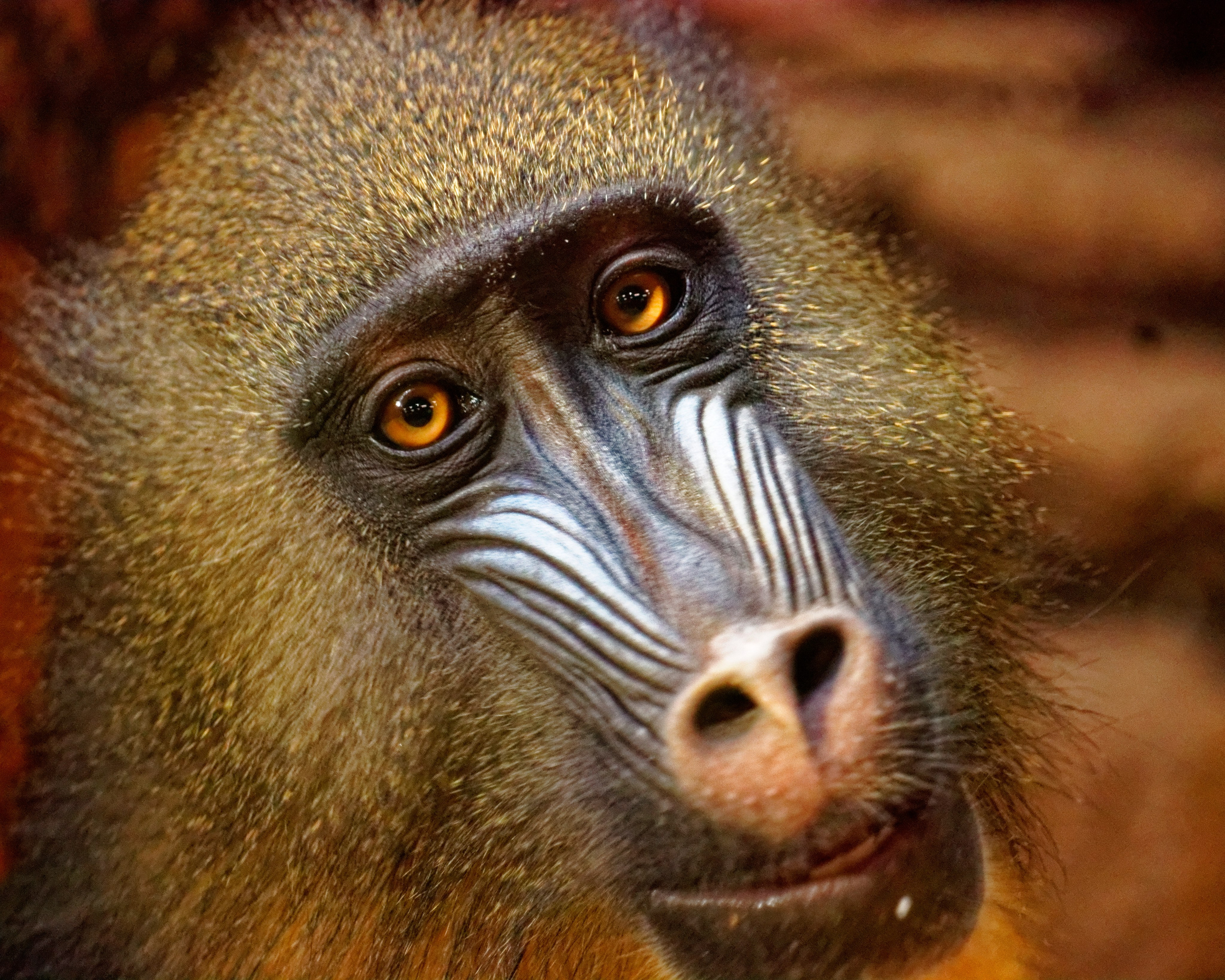 МОСКОВСКИЙ ЗООПАРК. Фотограф Владимир Роля