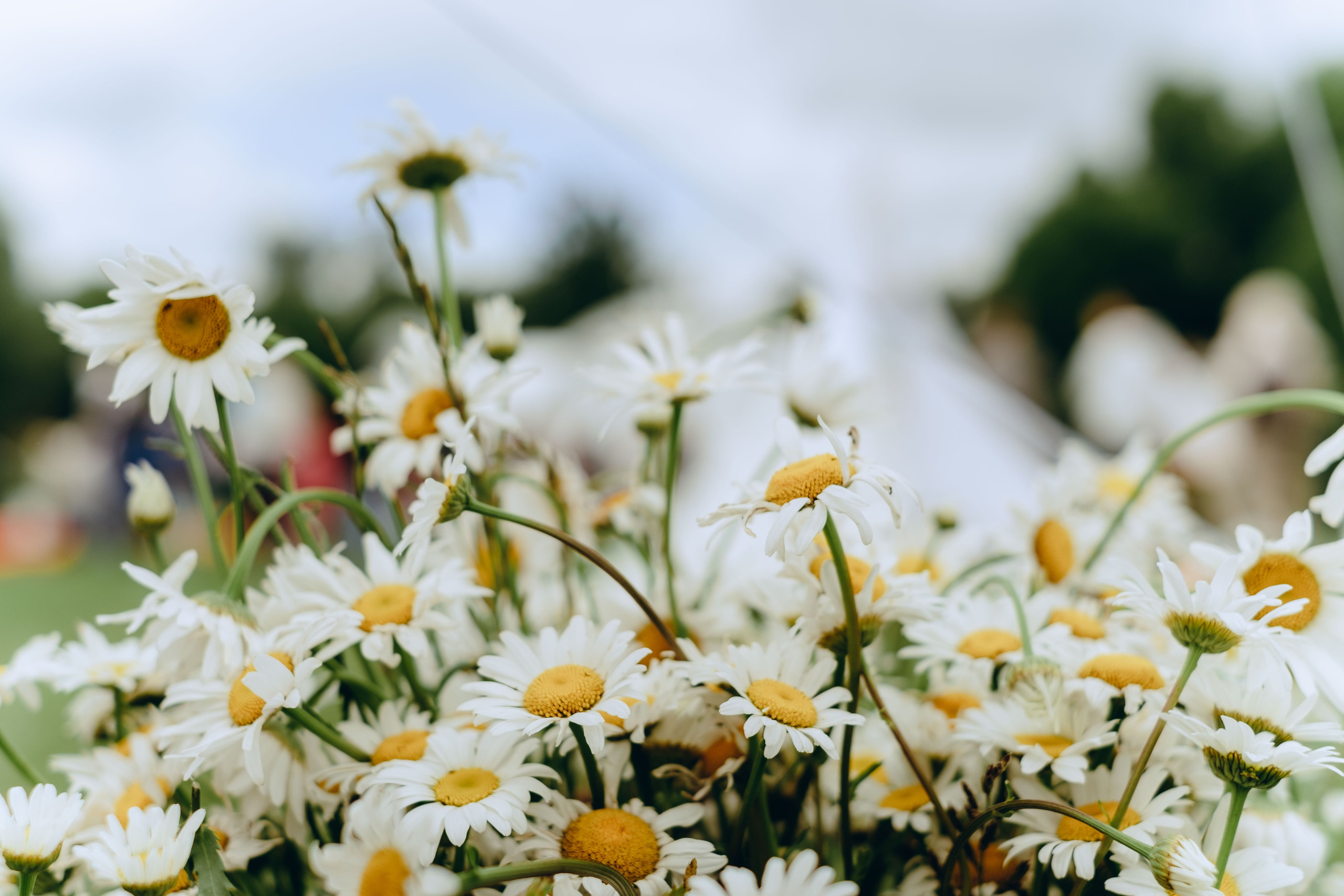 XI Международный день Йоги в Москве. Фотограф Аннё| Москва