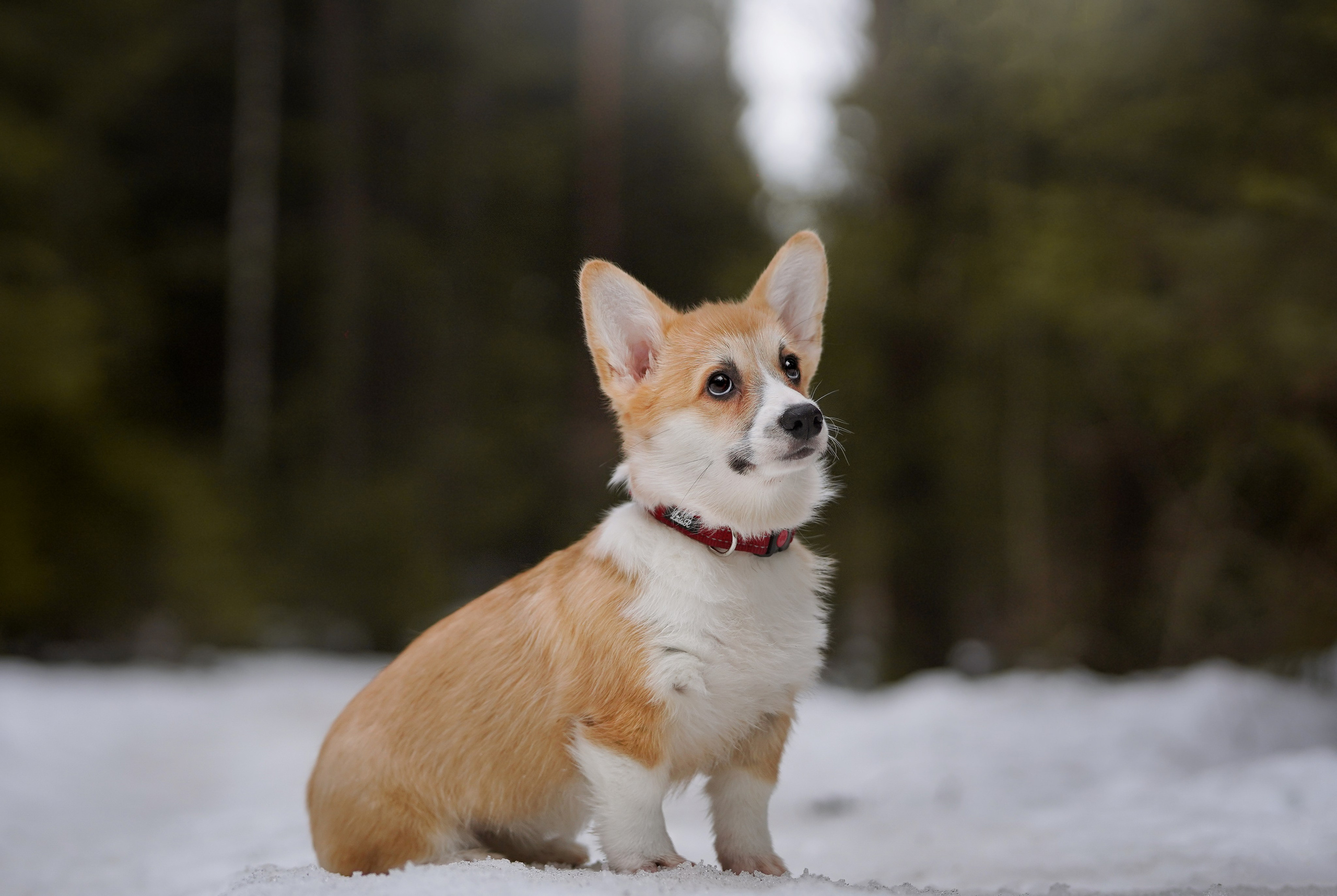 Щенки корги. Фотограф-анималист в Санкт-Петербурге Яна Мартынова