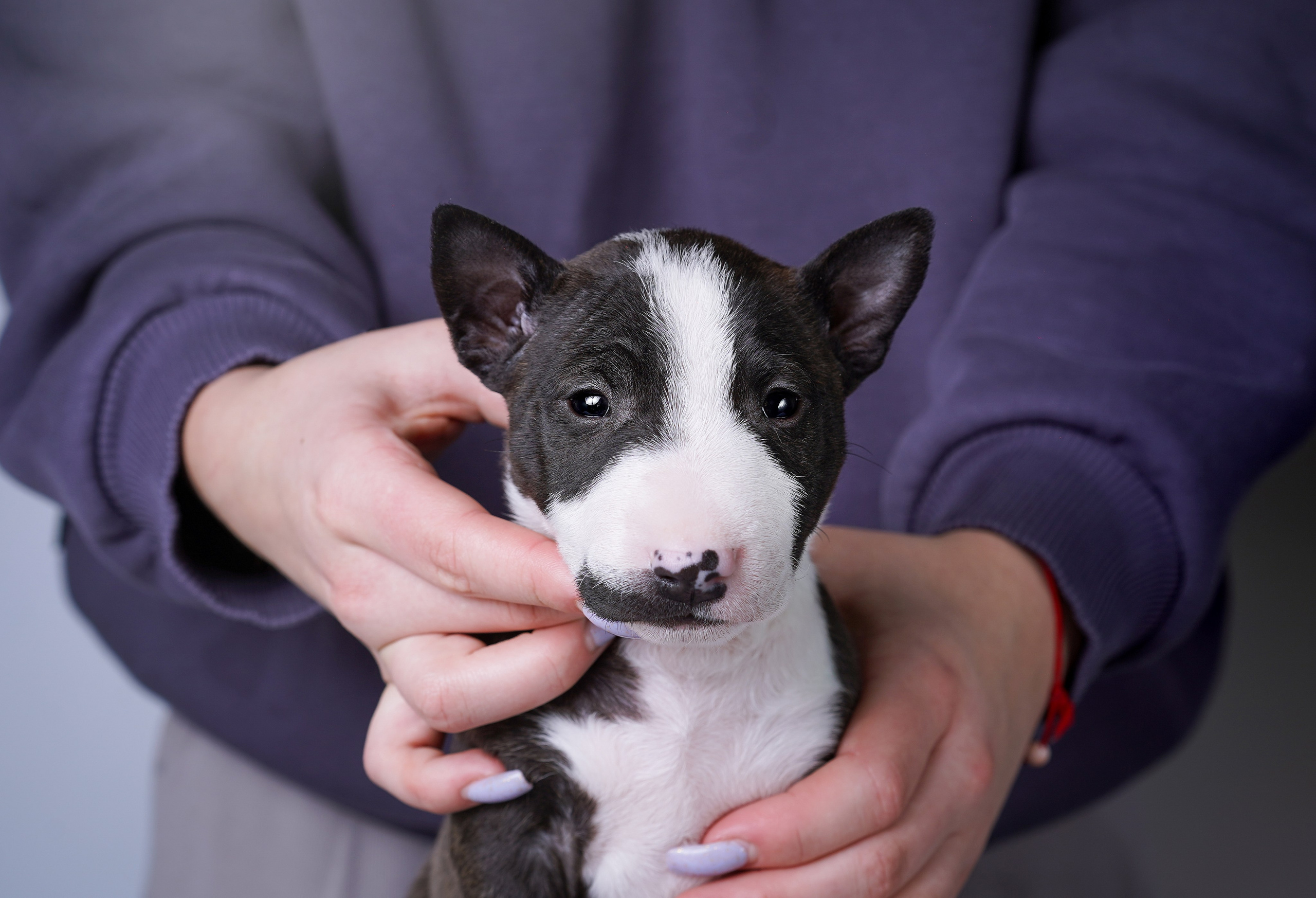 Щенки минибуля. Фотограф-анималист в Санкт-Петербурге Яна Мартынова