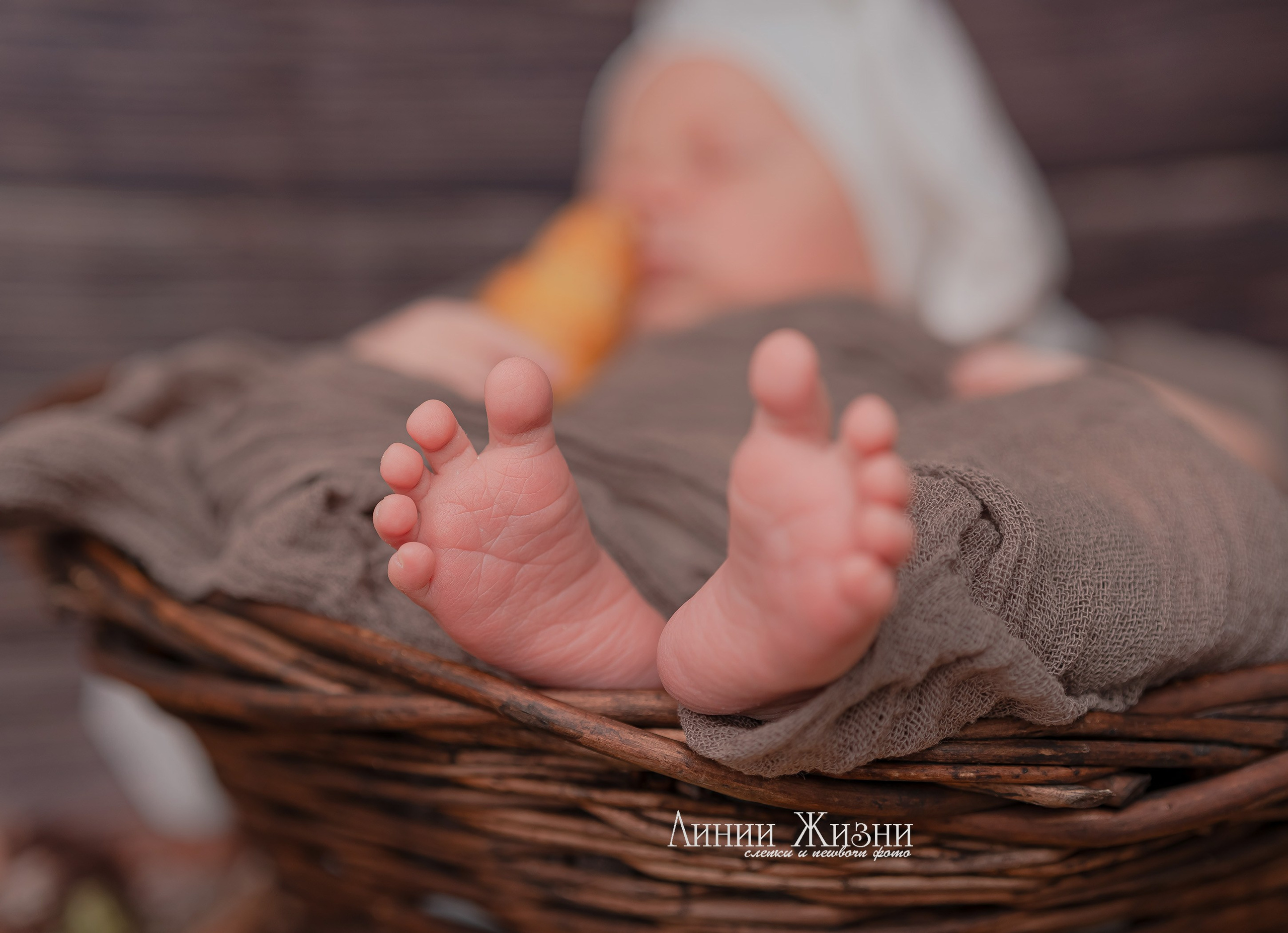 Лев 10 дней. Фотограф новорожденных в Нижнем Новгороде Сергеева Оксана